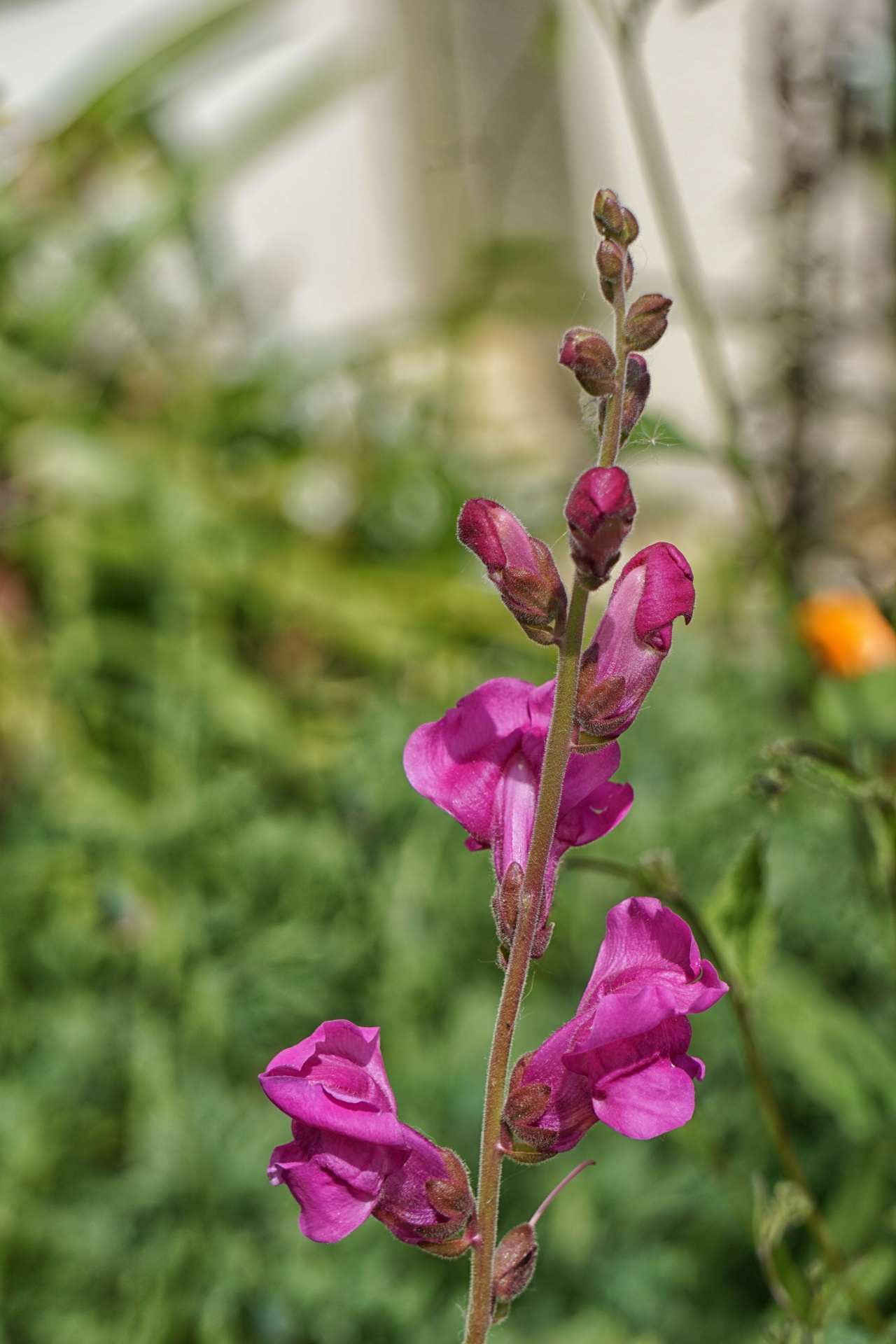 flowers plants botany free photo