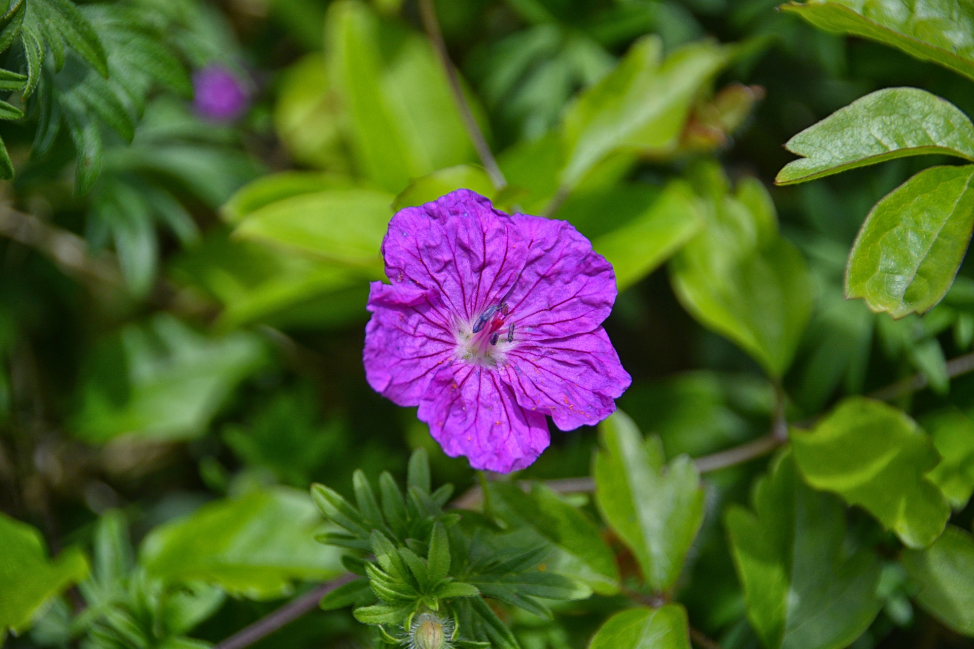 flower flora botanical free photo