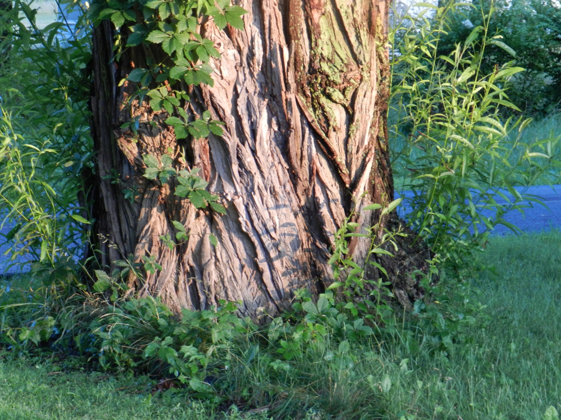 tree willow grass free photo