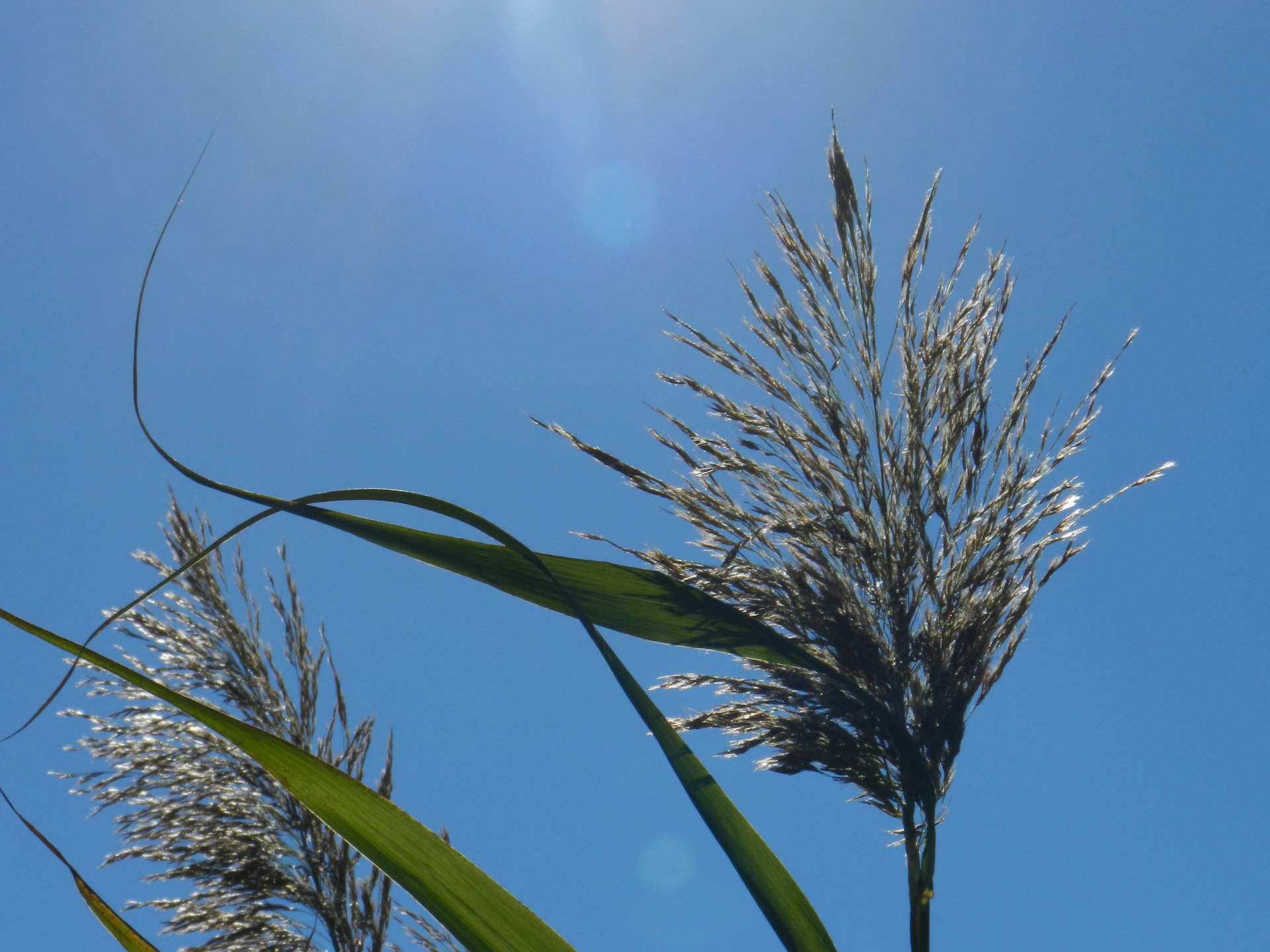 grass blue sky in my backyard # 6 free photo