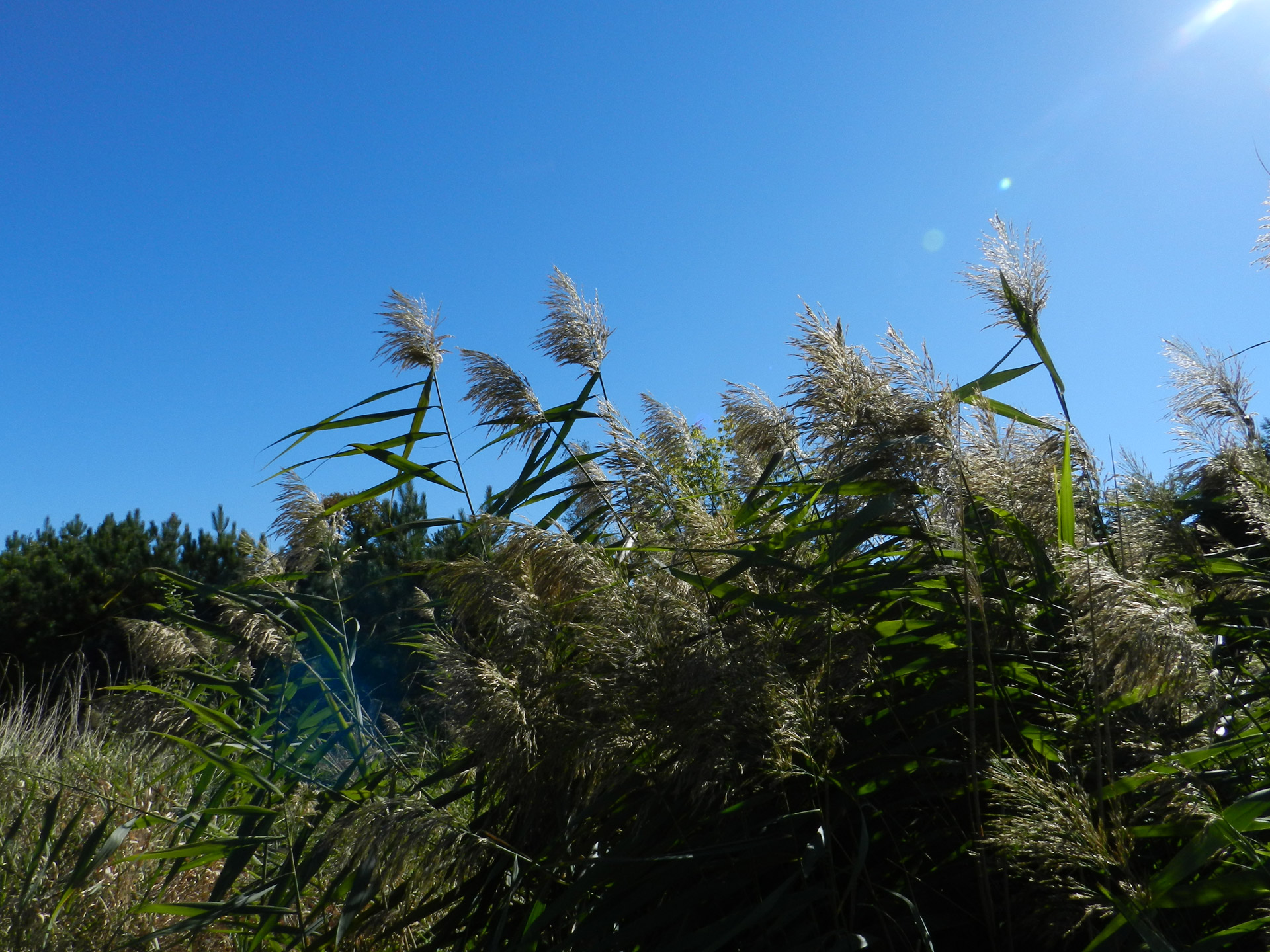 grass blue sky trees free photo