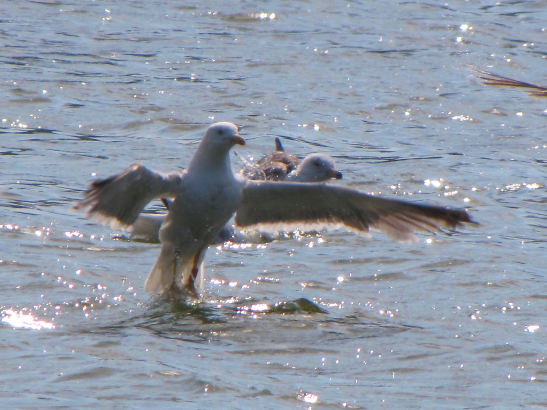 seagull bird sea free photo