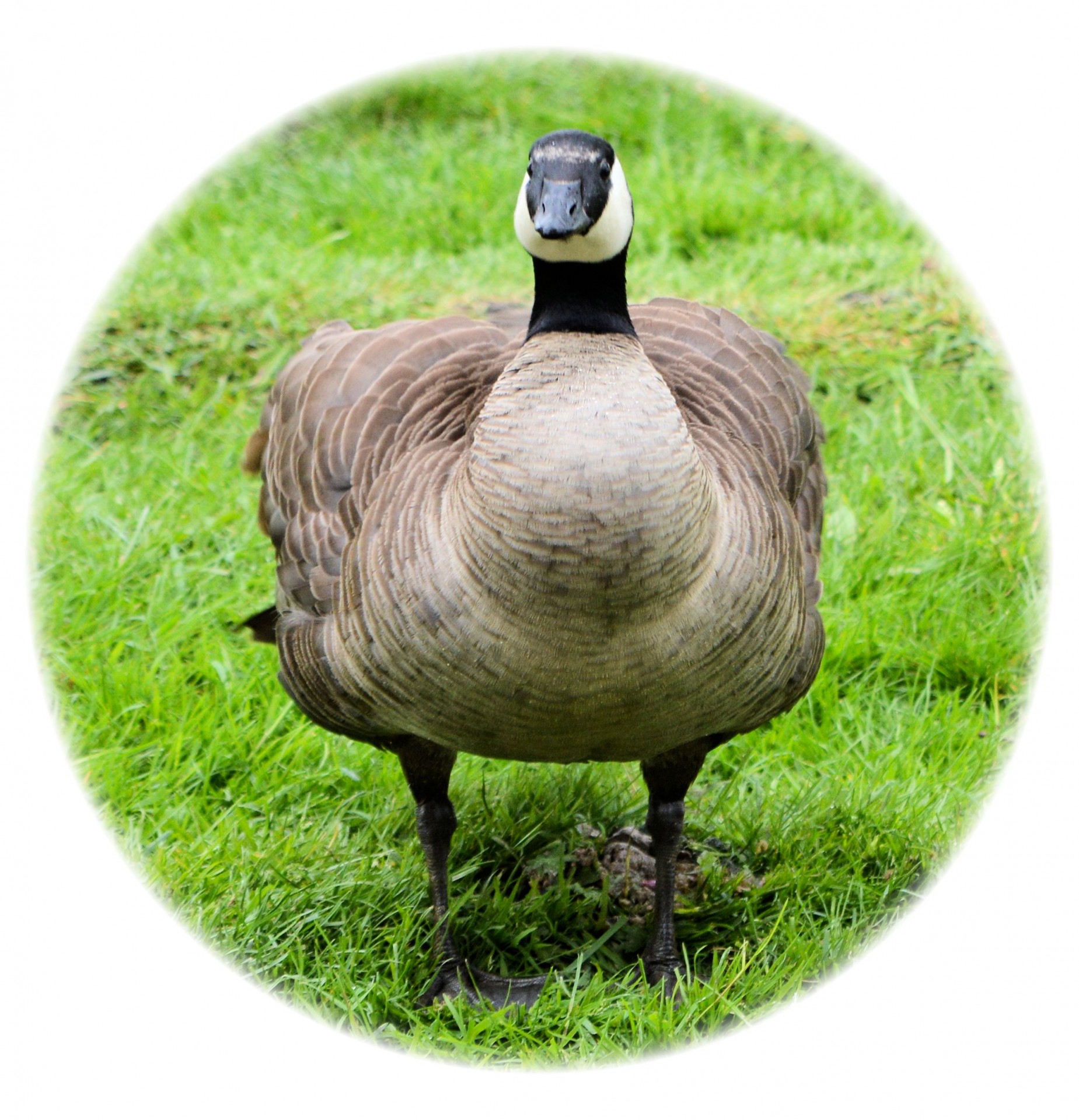 goose dance pose free photo