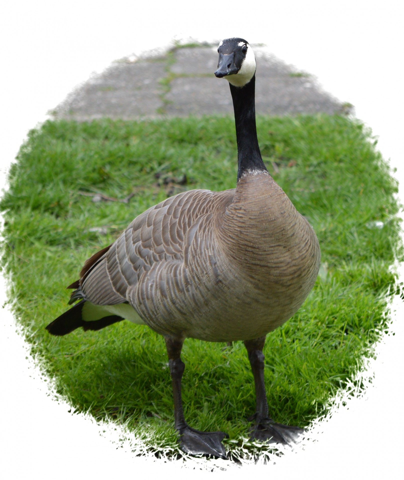 goose animal nature free photo