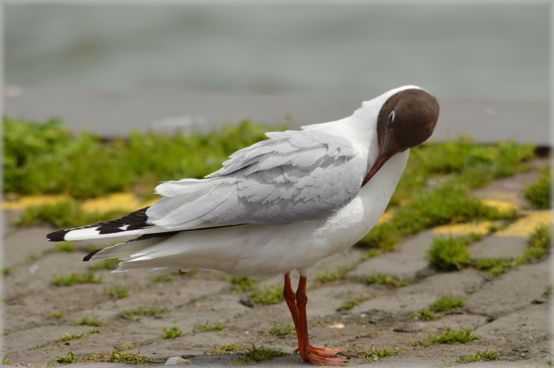 seagull water bird bird free photo