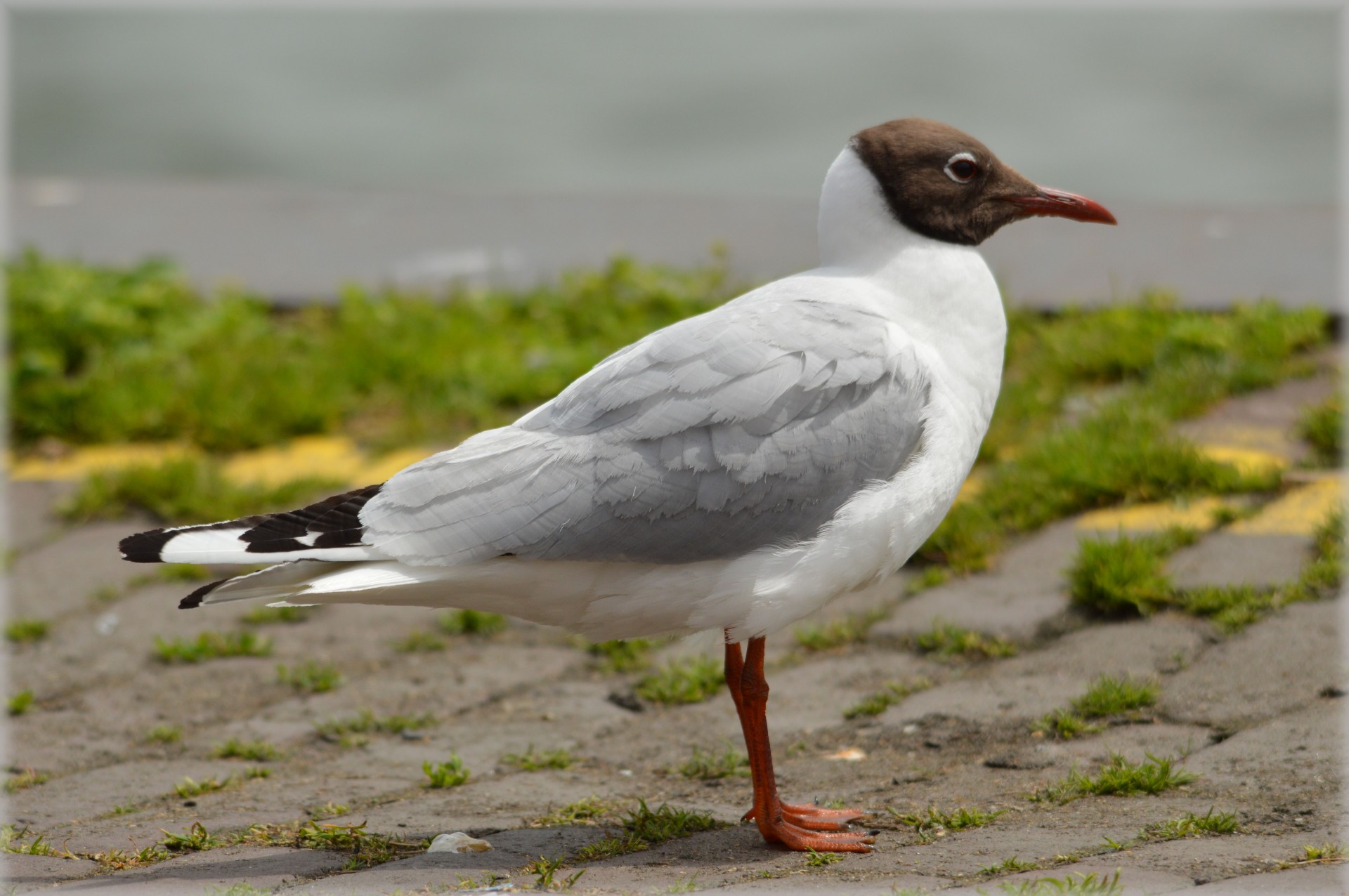 seagull water bird bird free photo