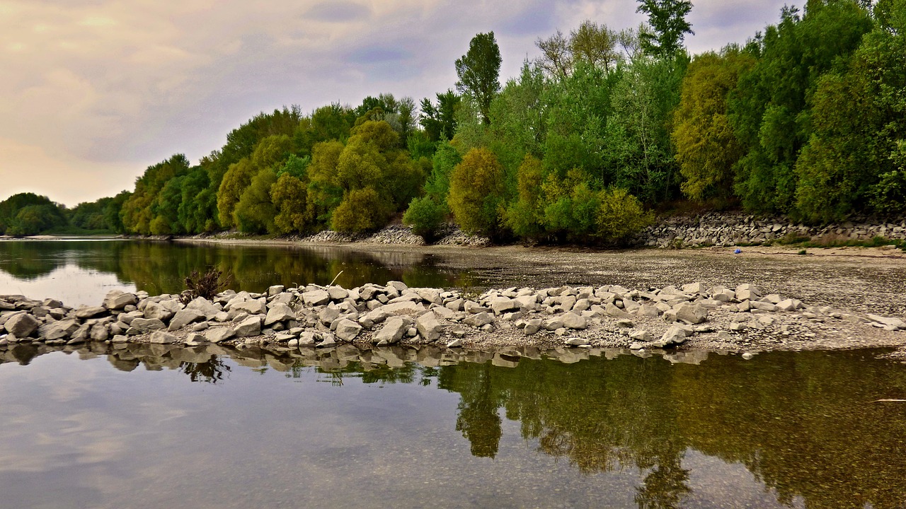 danube rock tree free photo