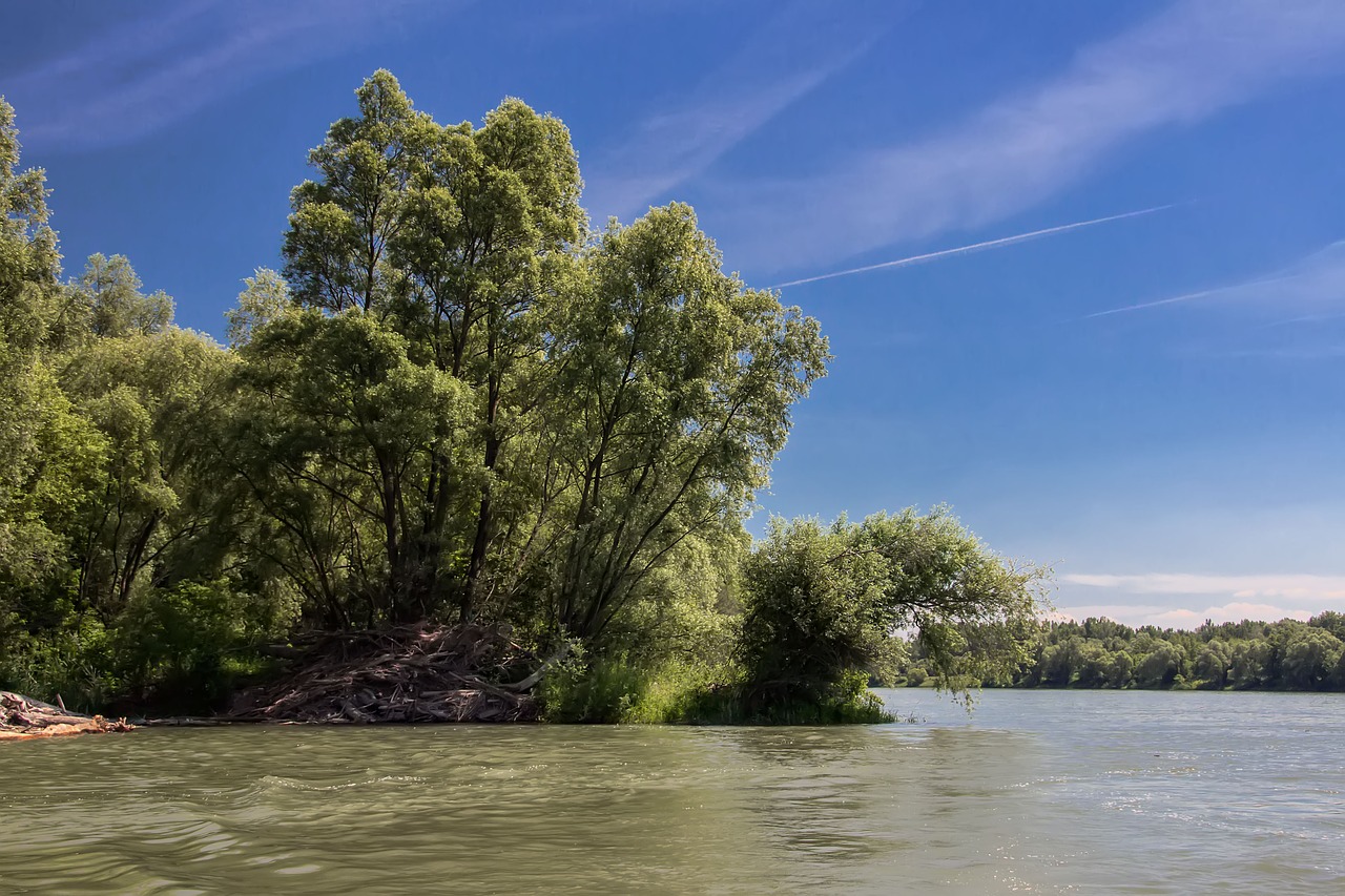 Растительный мир реки Тисса Дунай
