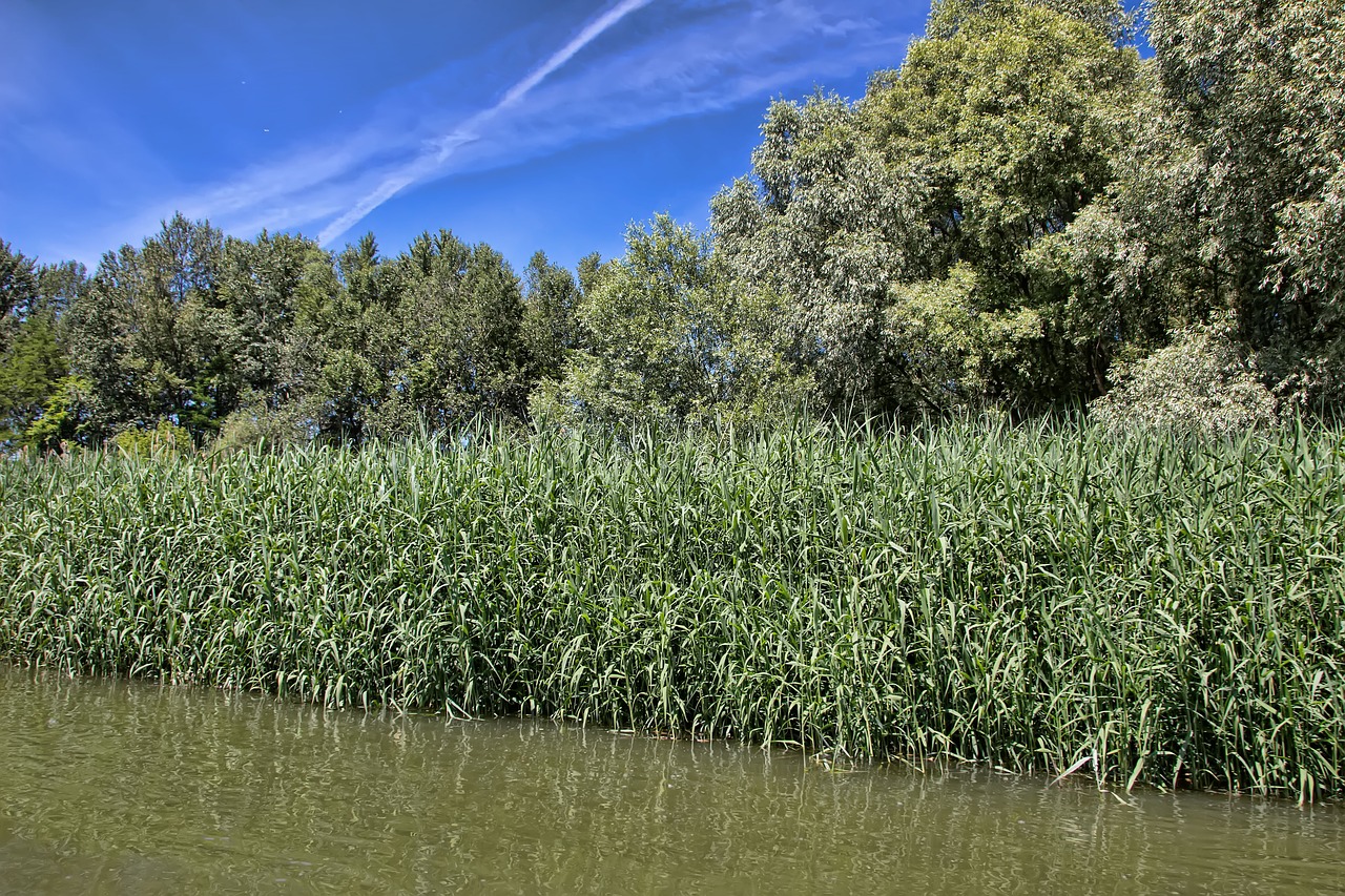 danube slovakia nature free photo