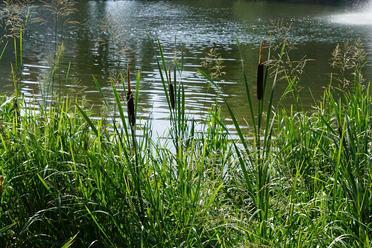 danube river plant free photo