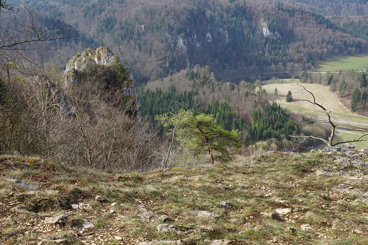 danube valley danube forest free photo