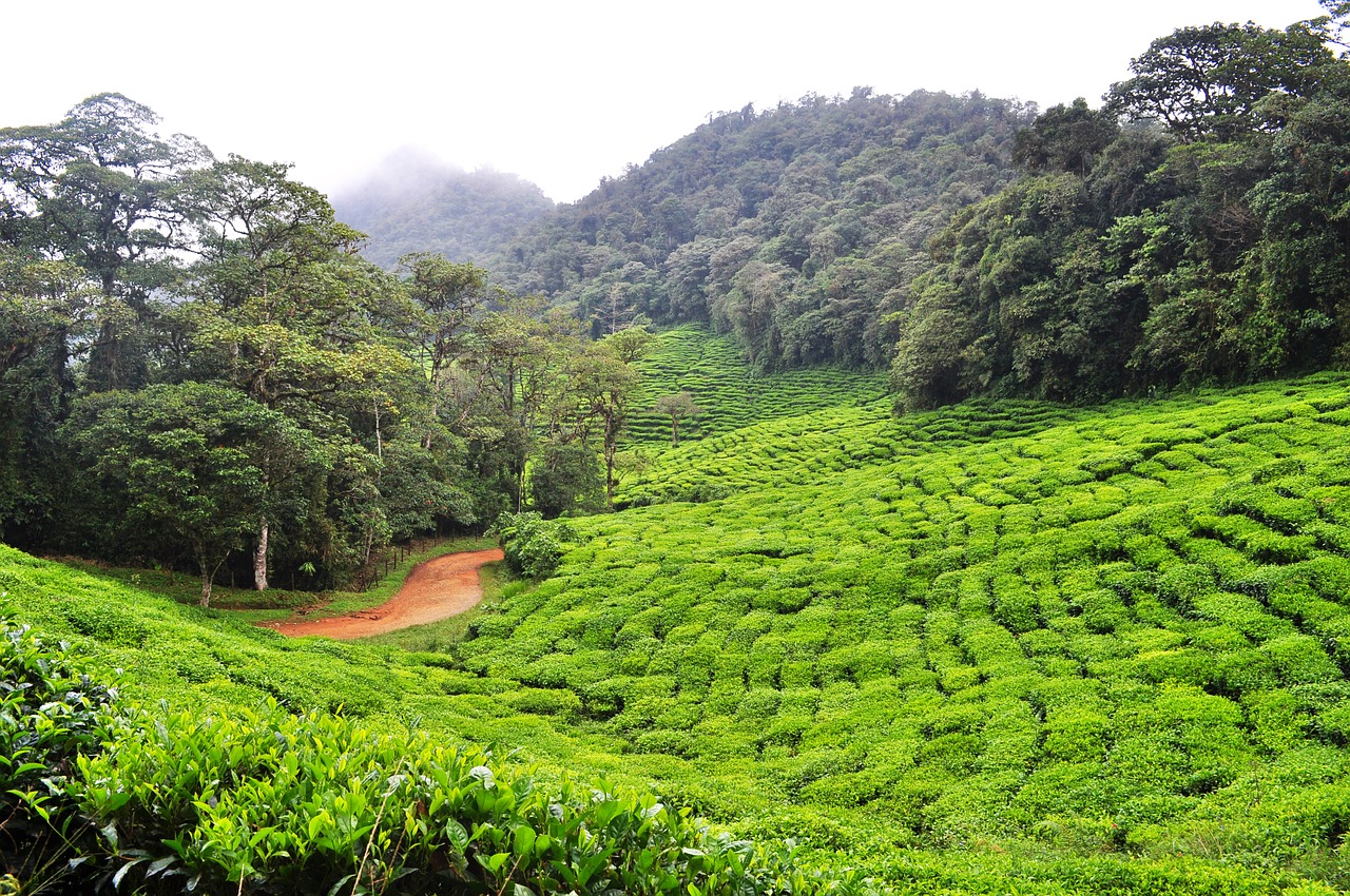 dapa green tea colombia free photo