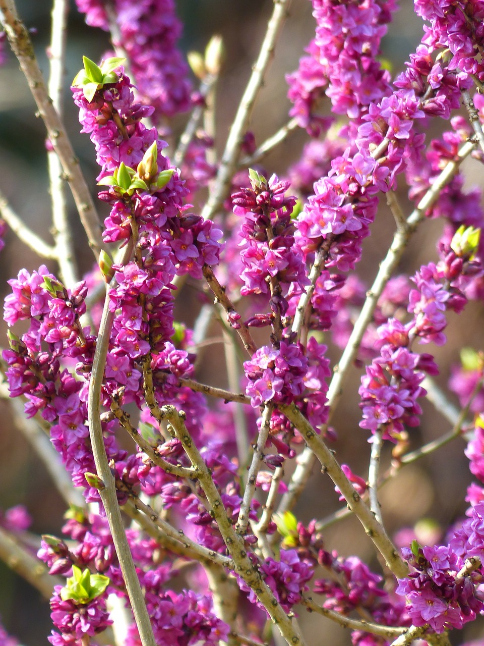 daphne smell bloom free photo