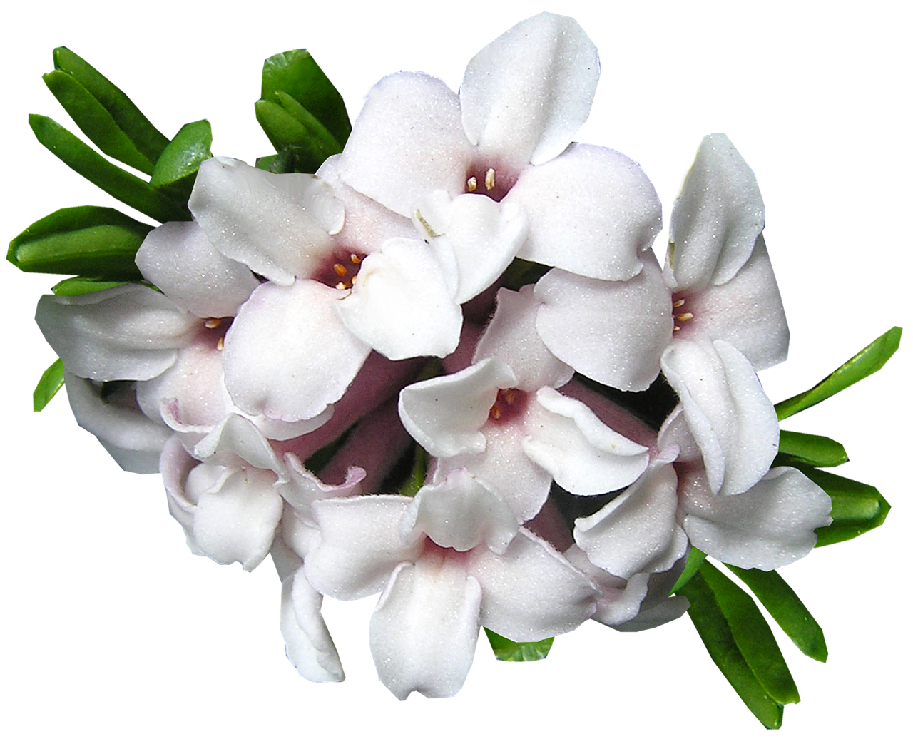 daphne flower cut out free photo
