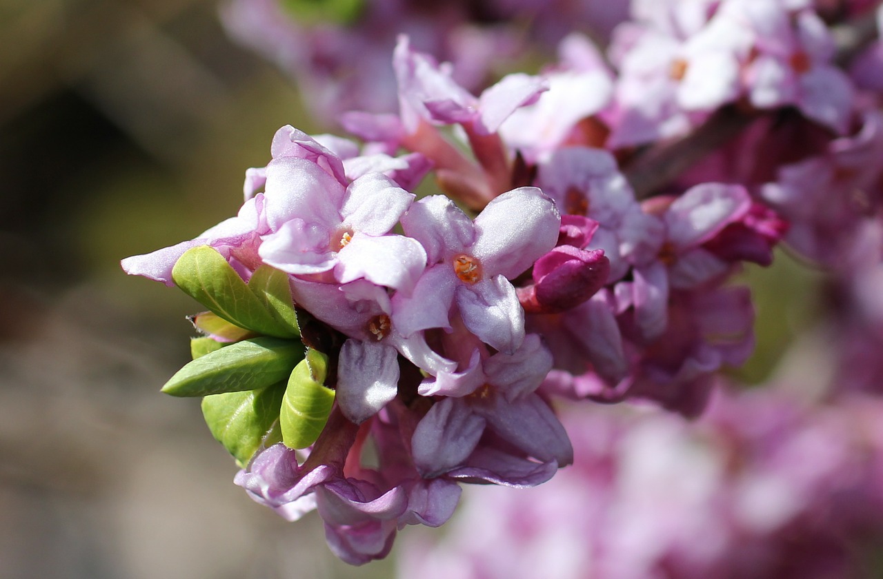 daphne flowering twig harbinger of spring free photo