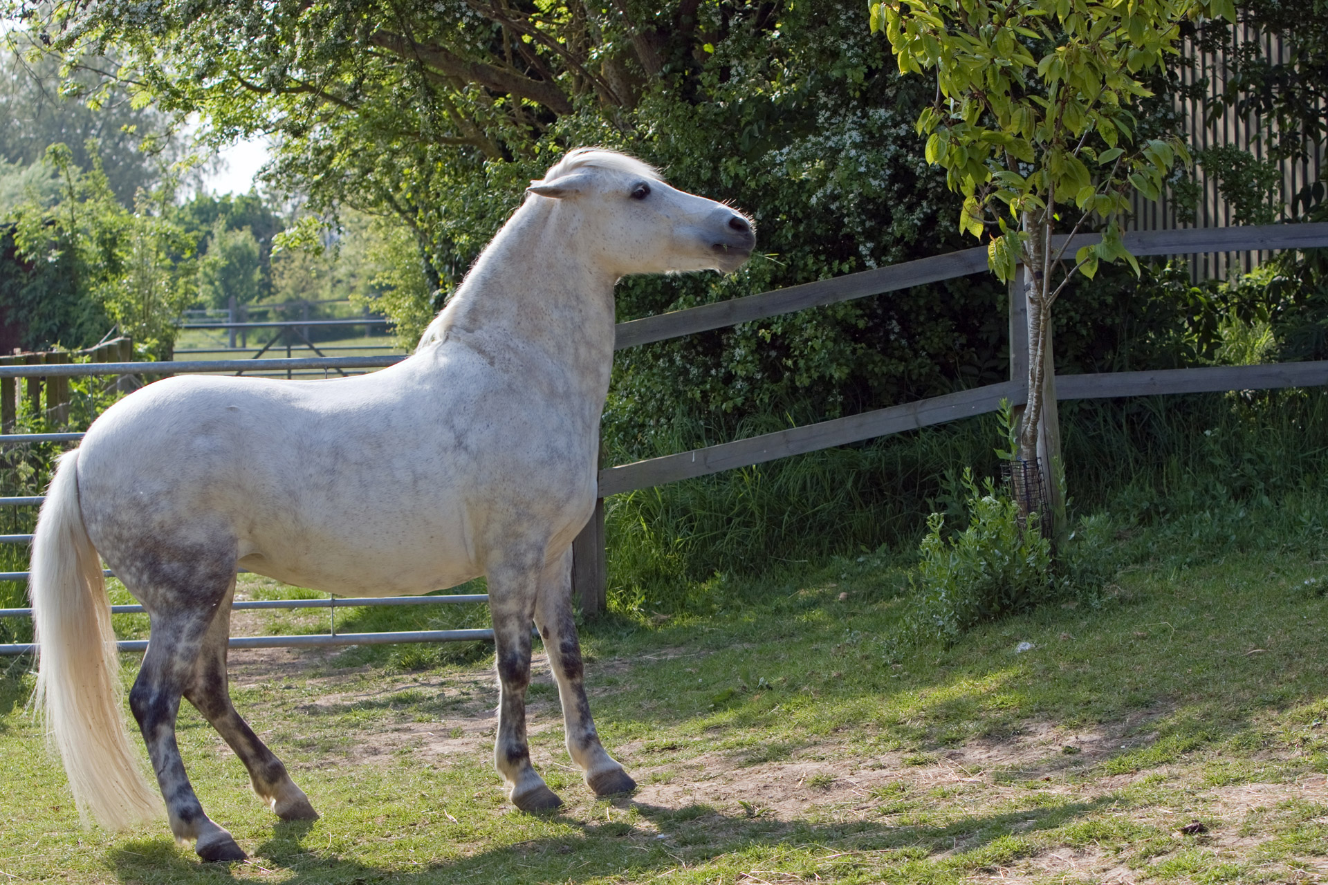 horse pony gray free photo