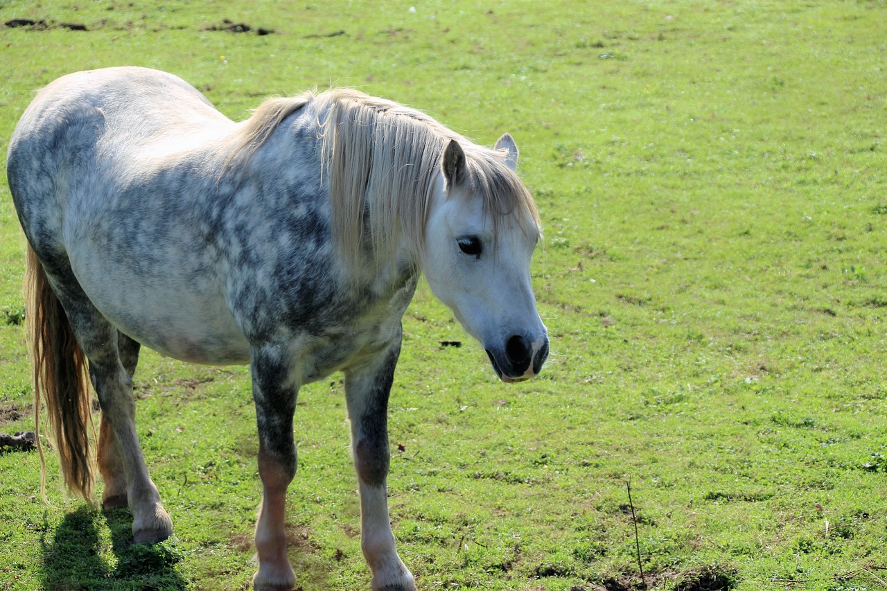 dapple grey pony pony horse free photo