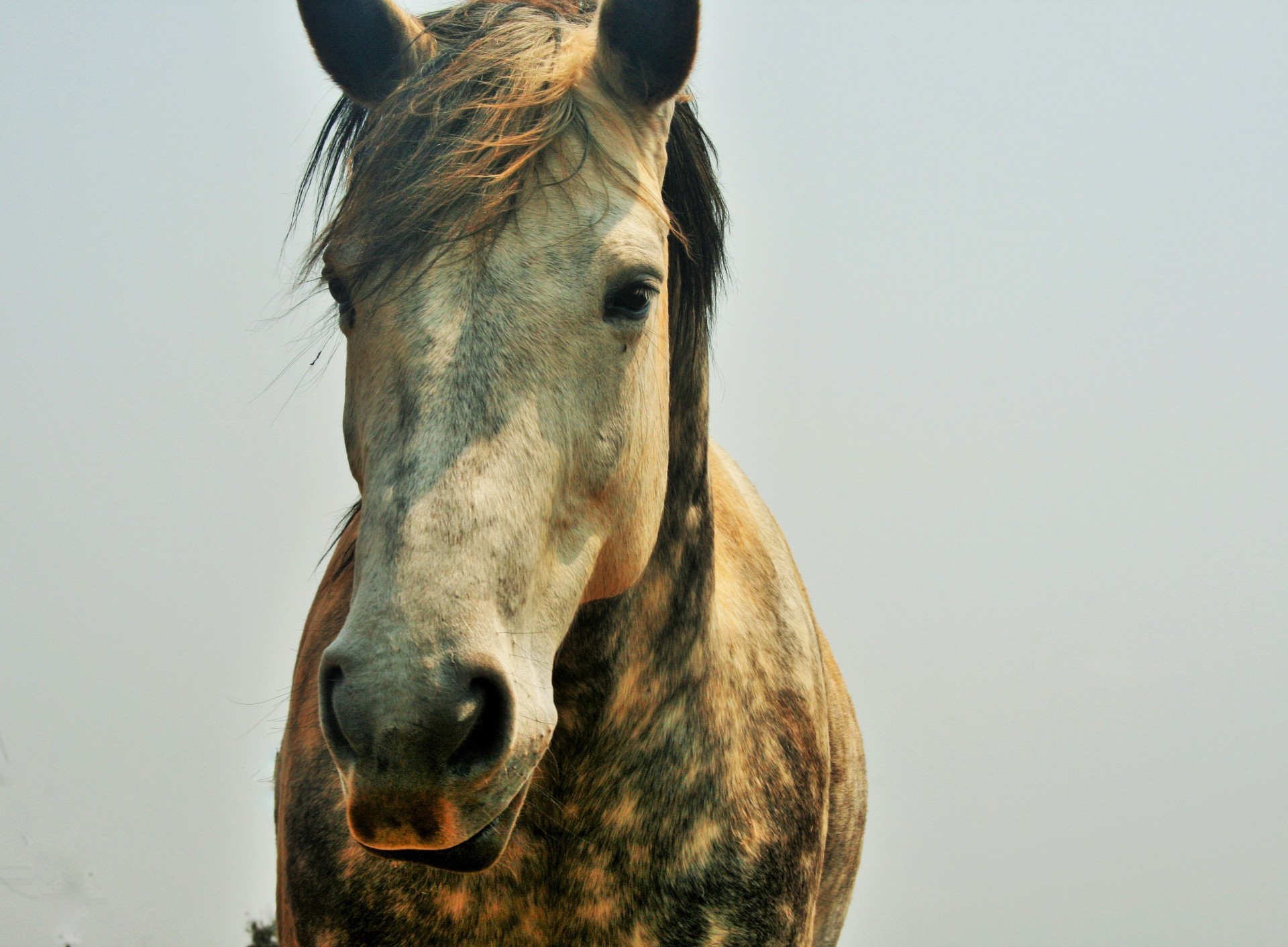 horse head face free photo