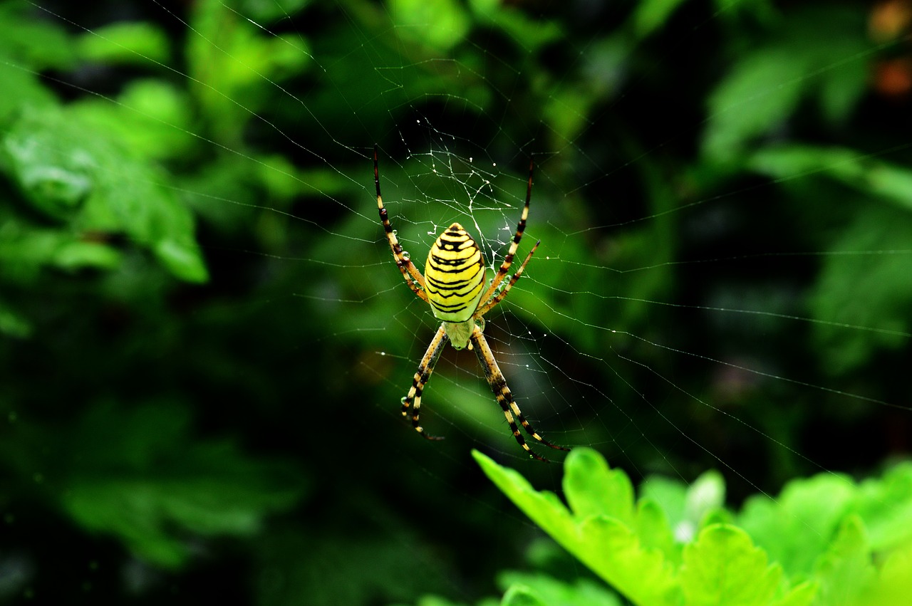 darázspók spider arthropod free photo