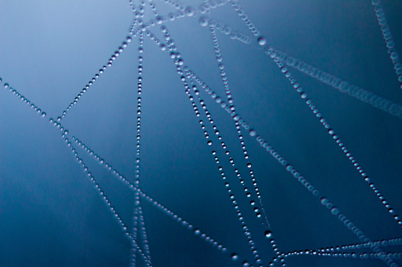 spider web dark macro free photo