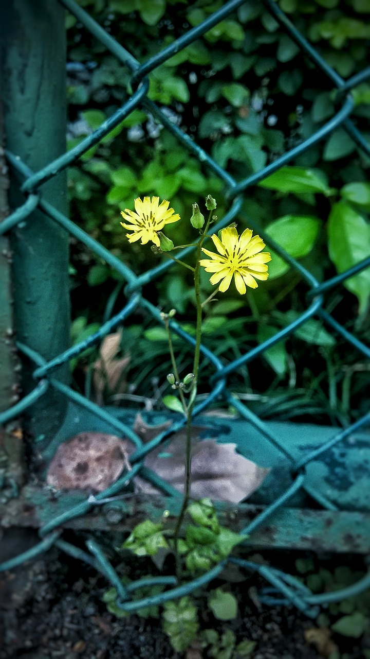 dark contrast barbed wire free photo