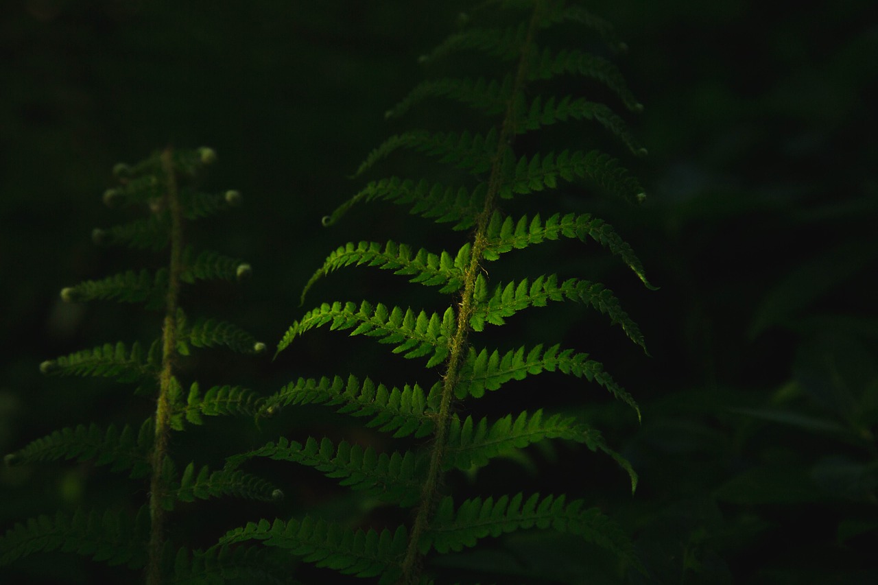 dark green leaves free photo