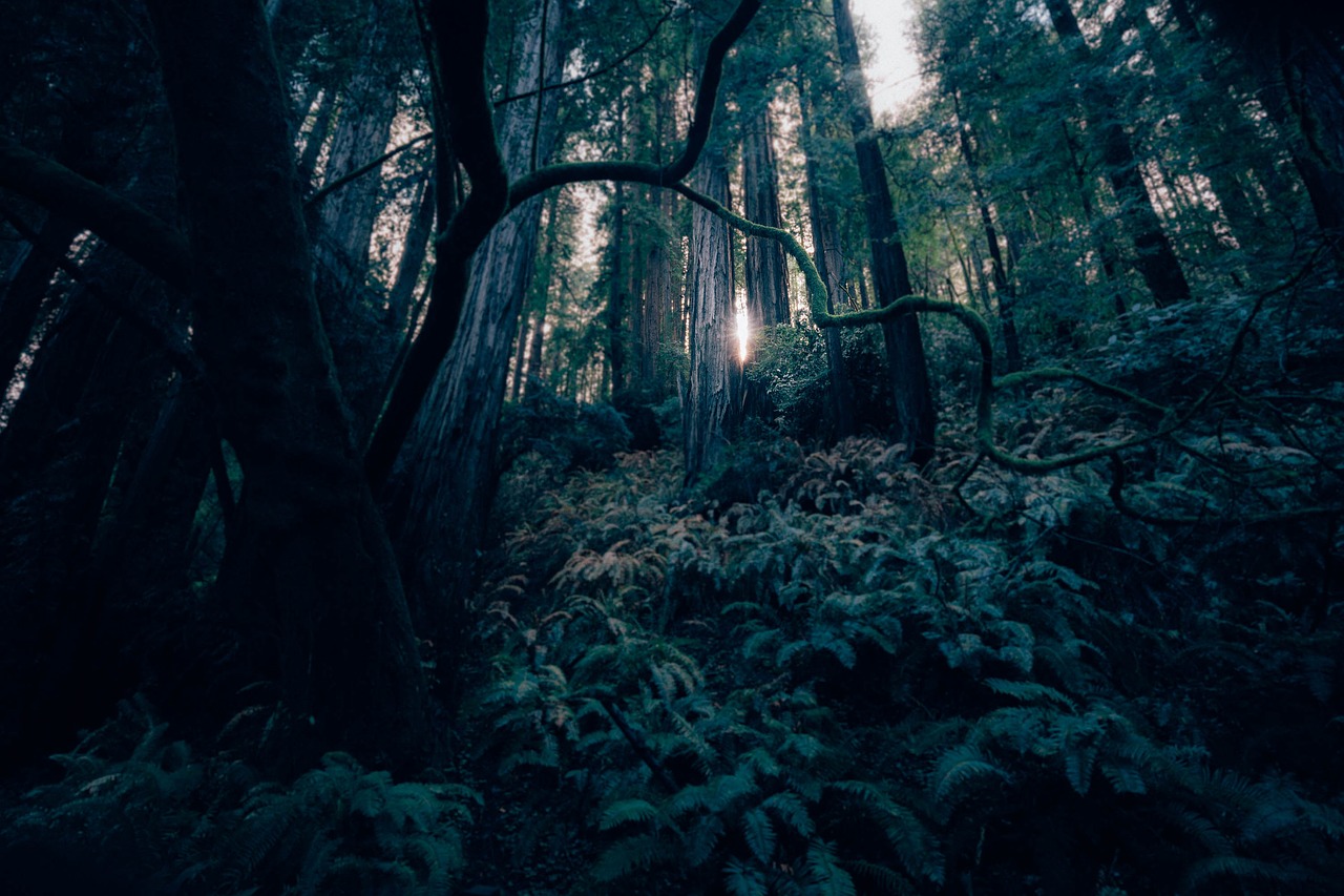 dark forest landscape free photo