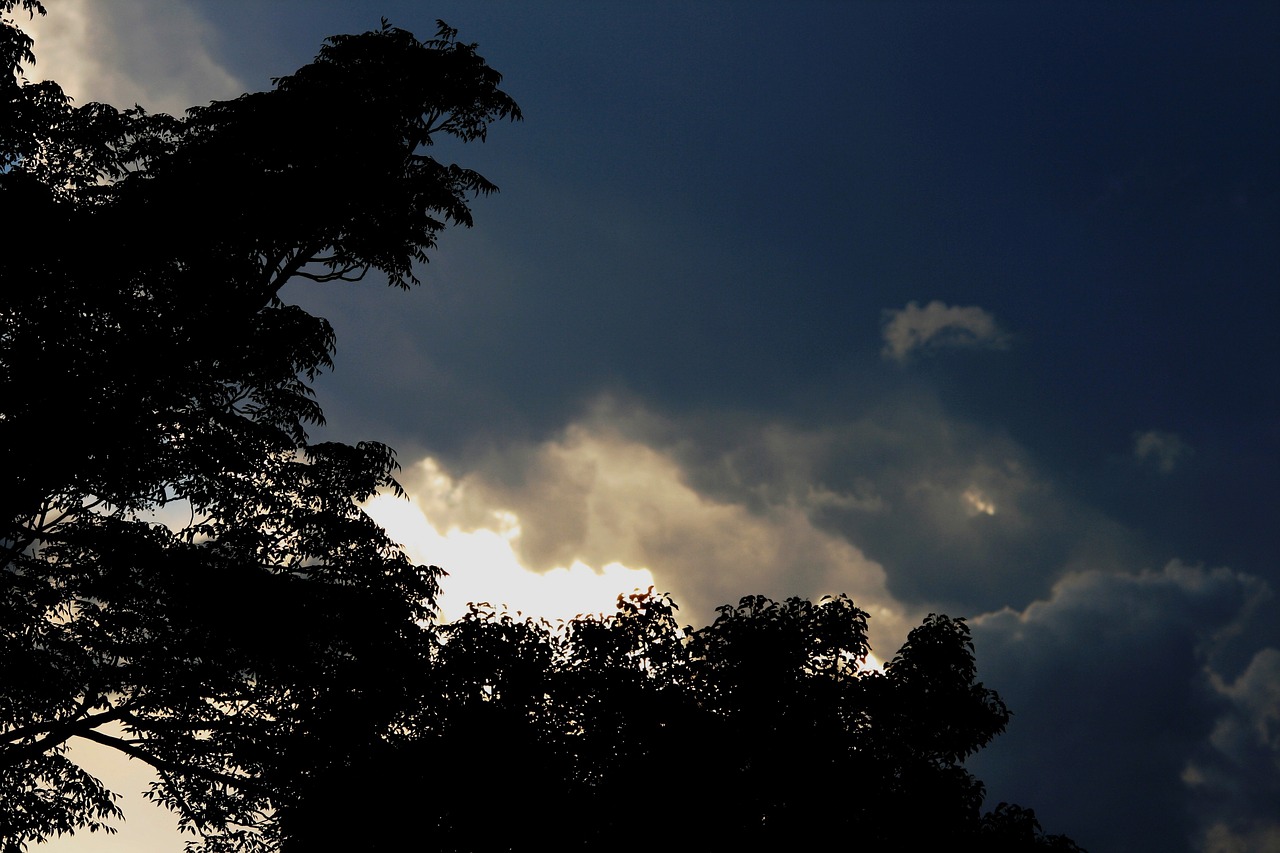 dark white light trees free photo