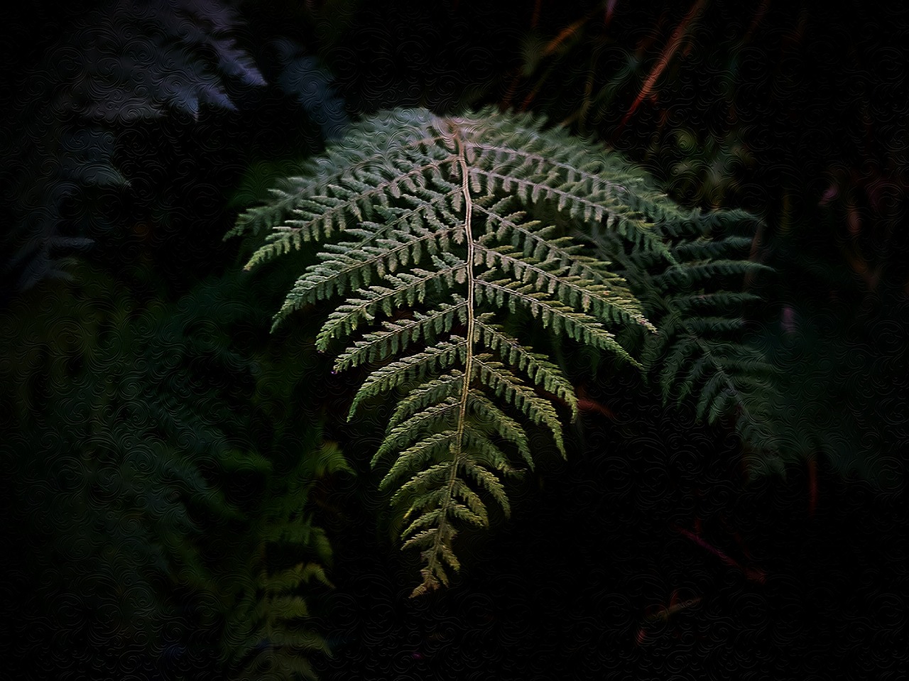 dark fern green free photo