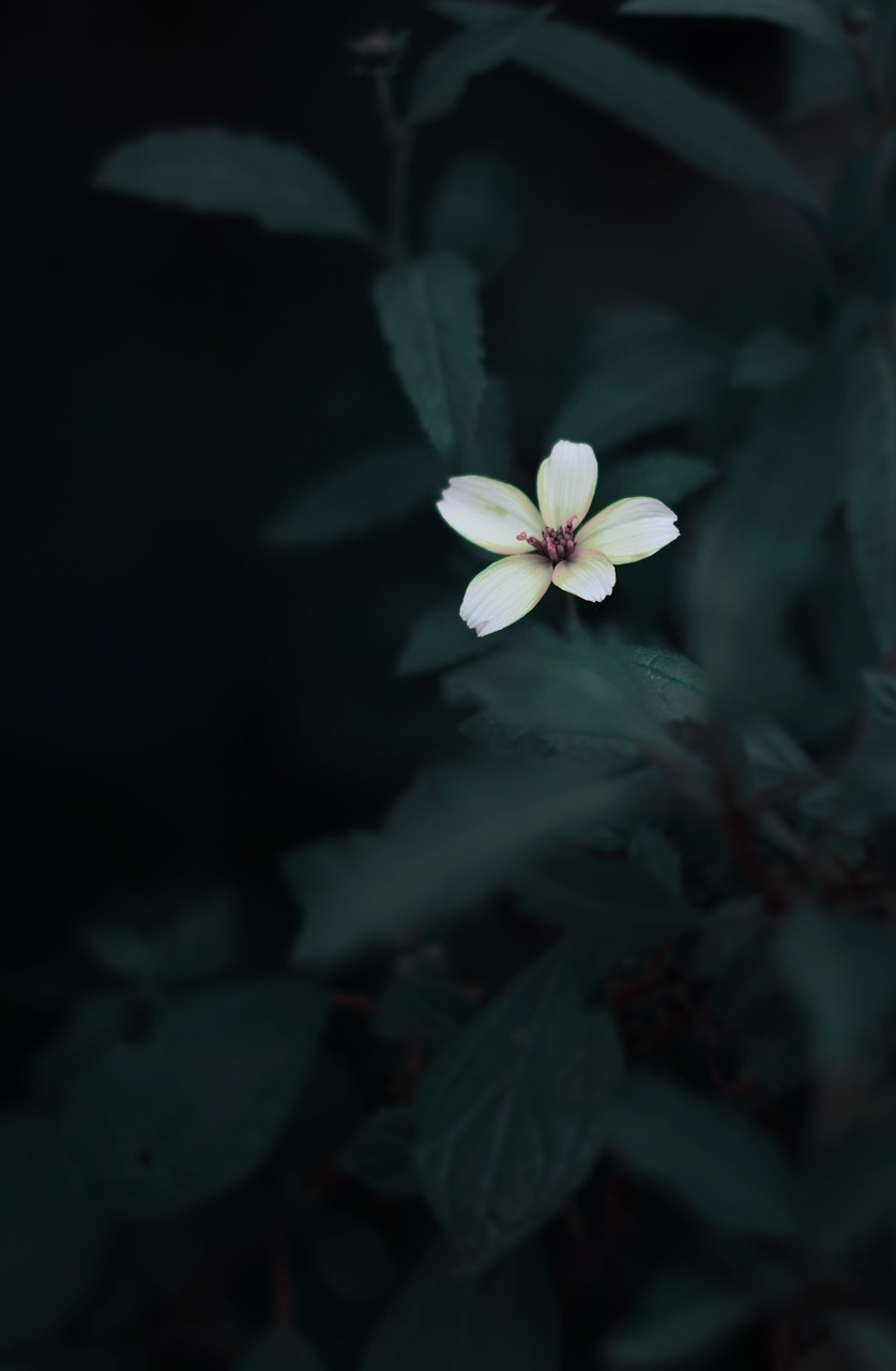 dark plant garden free photo