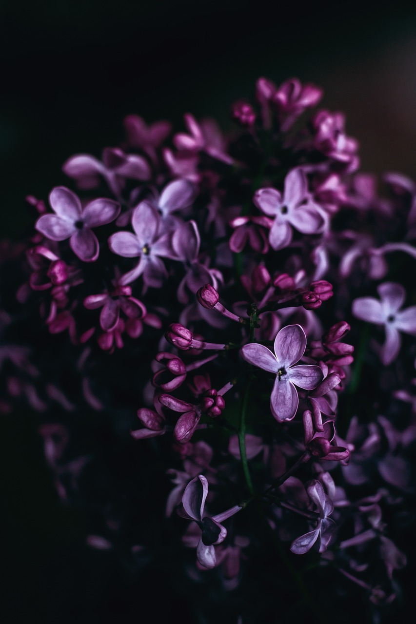 dark violet flower free photo