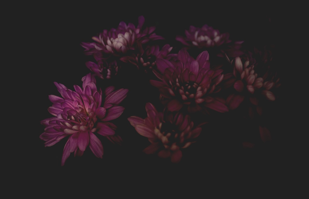 dark flower petals free photo