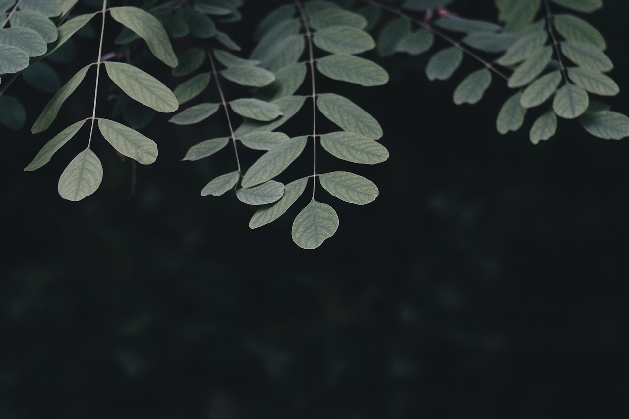 dark green leaf free photo