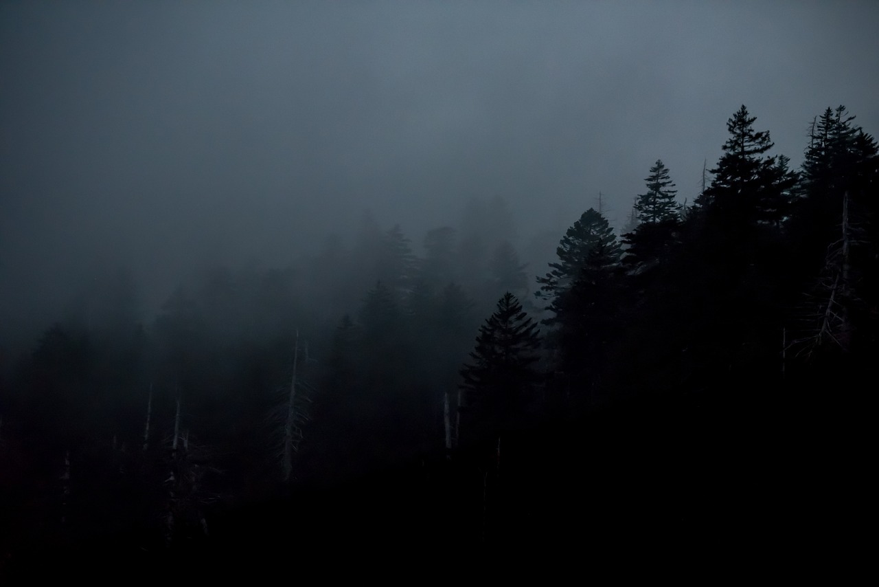 dark forest trees free photo