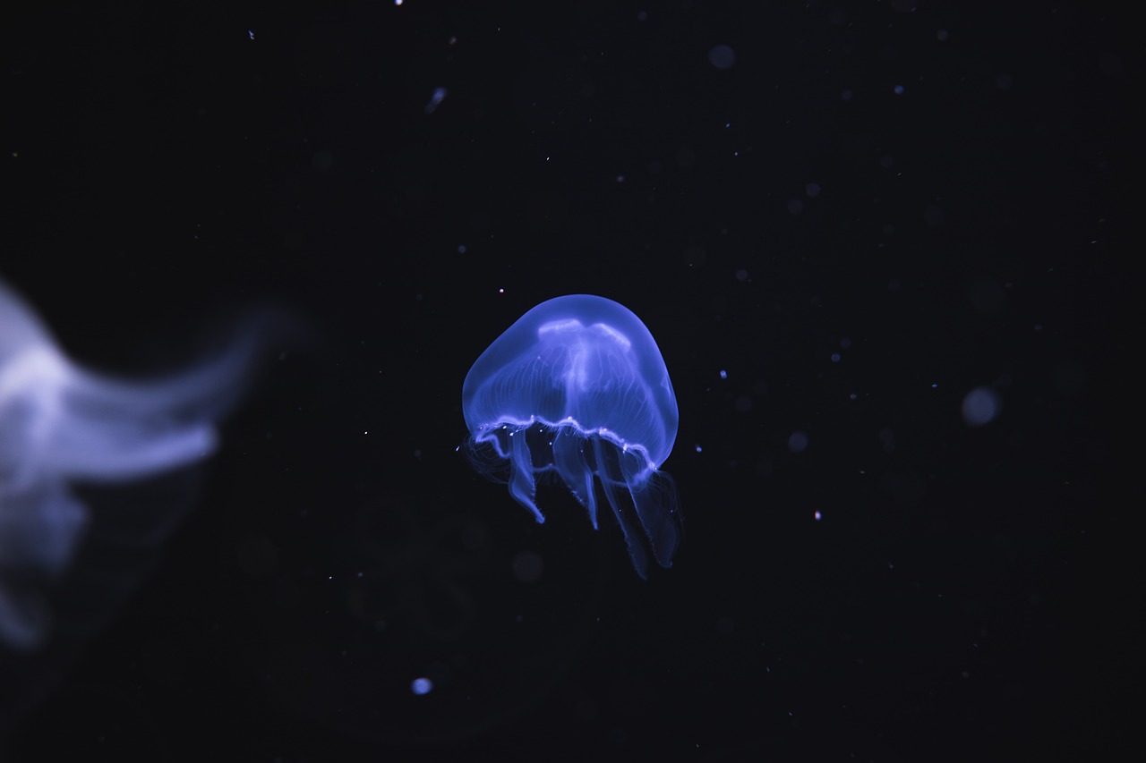 dark water jellyfish free photo