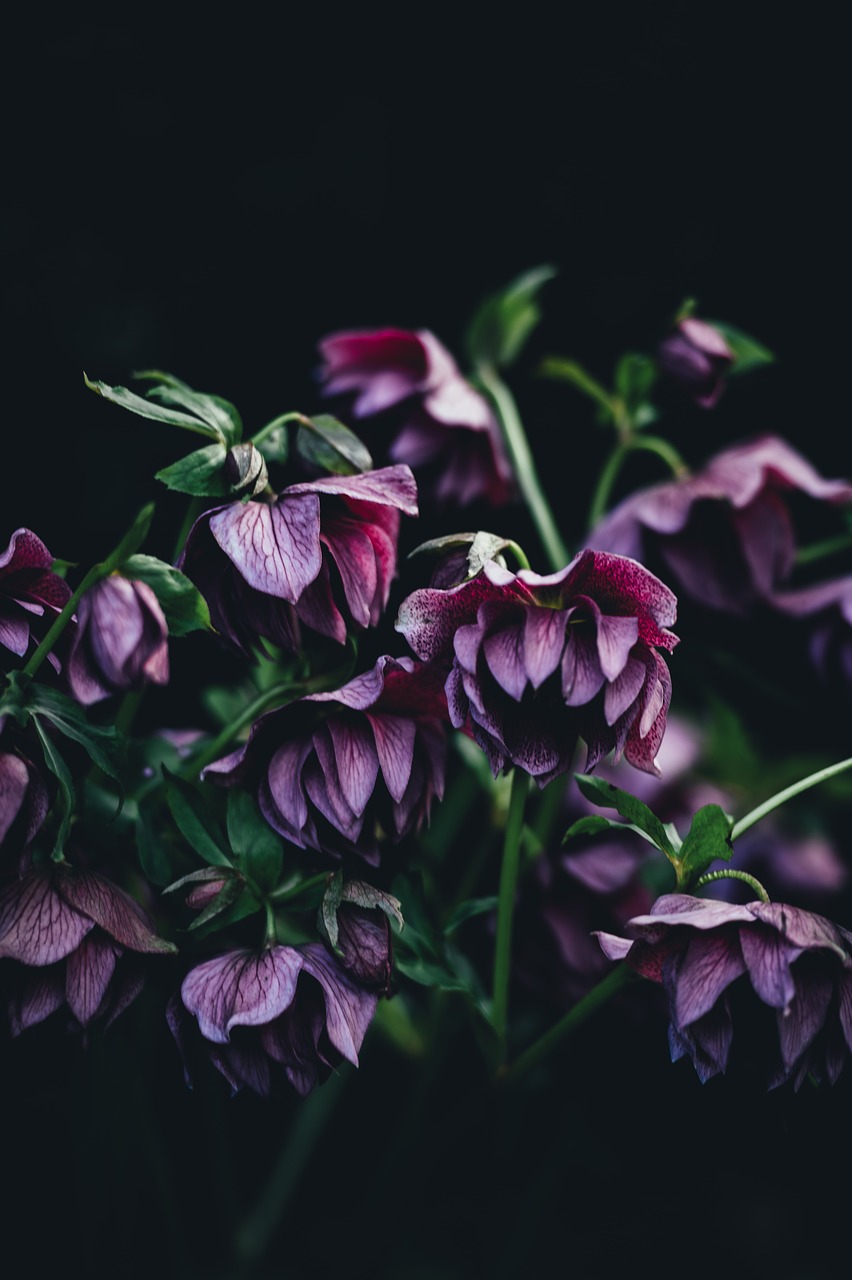 dark leaf plant free photo