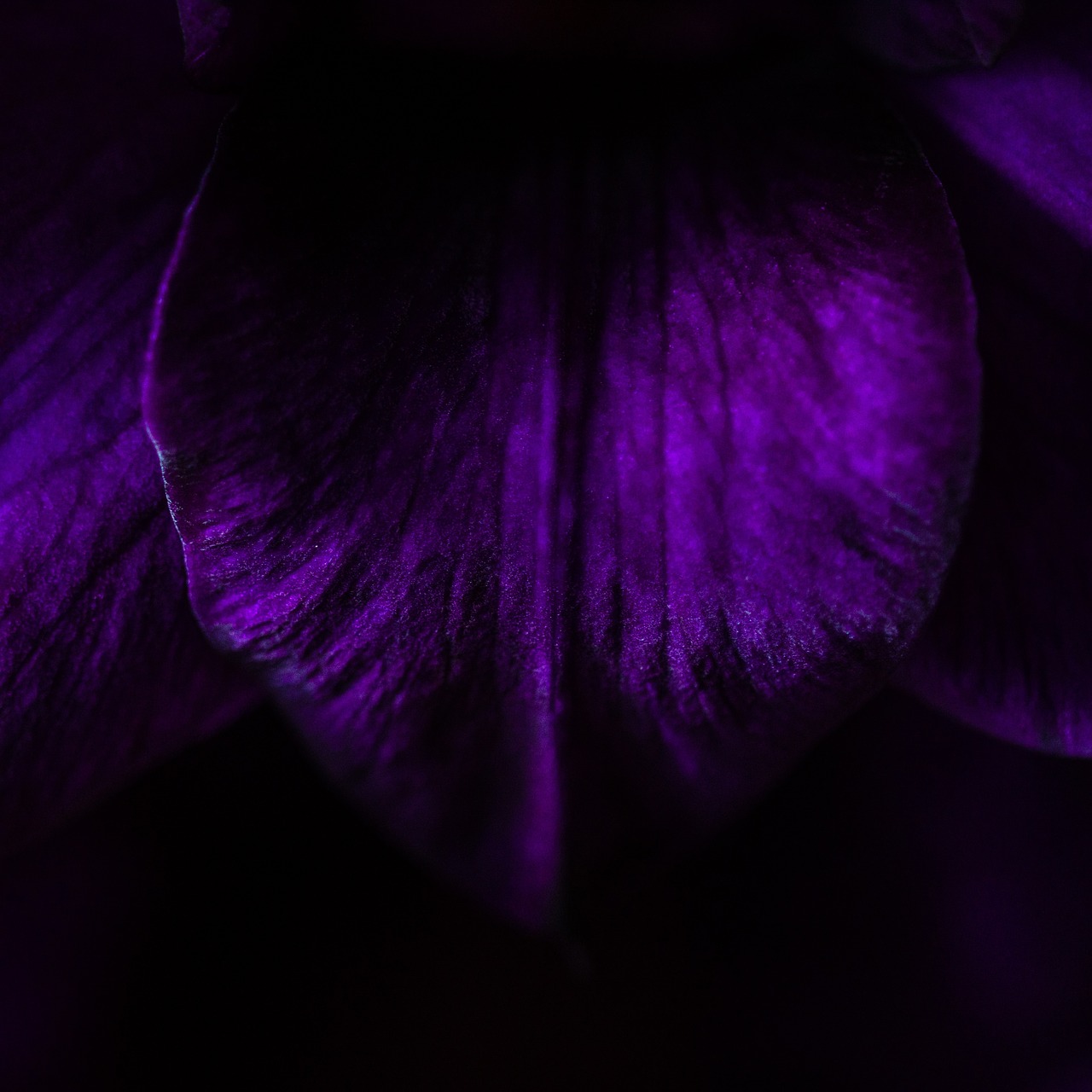 dark night violet free photo