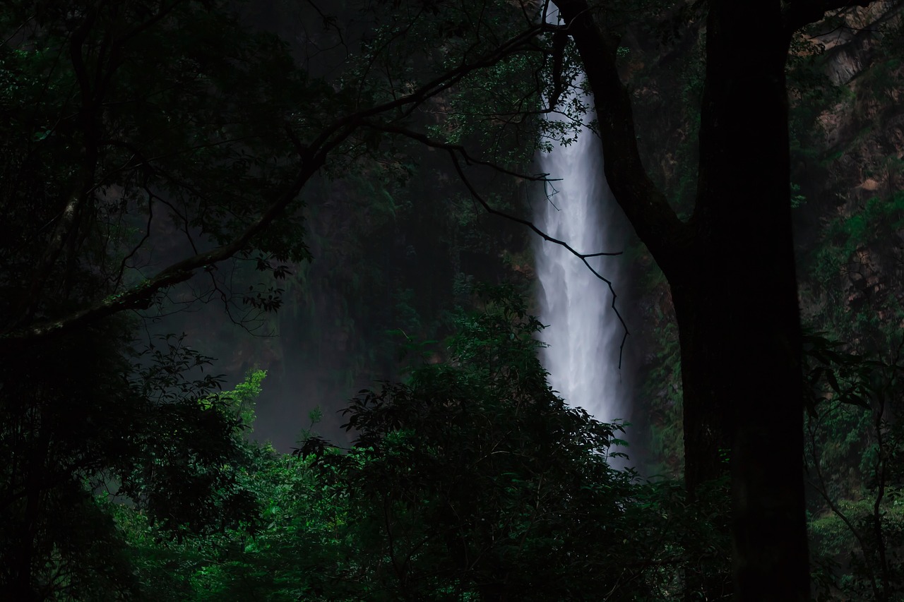 dark trees plant free photo