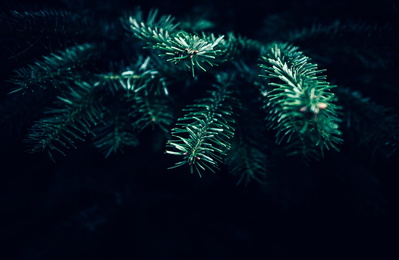 dark christmas tree free photo