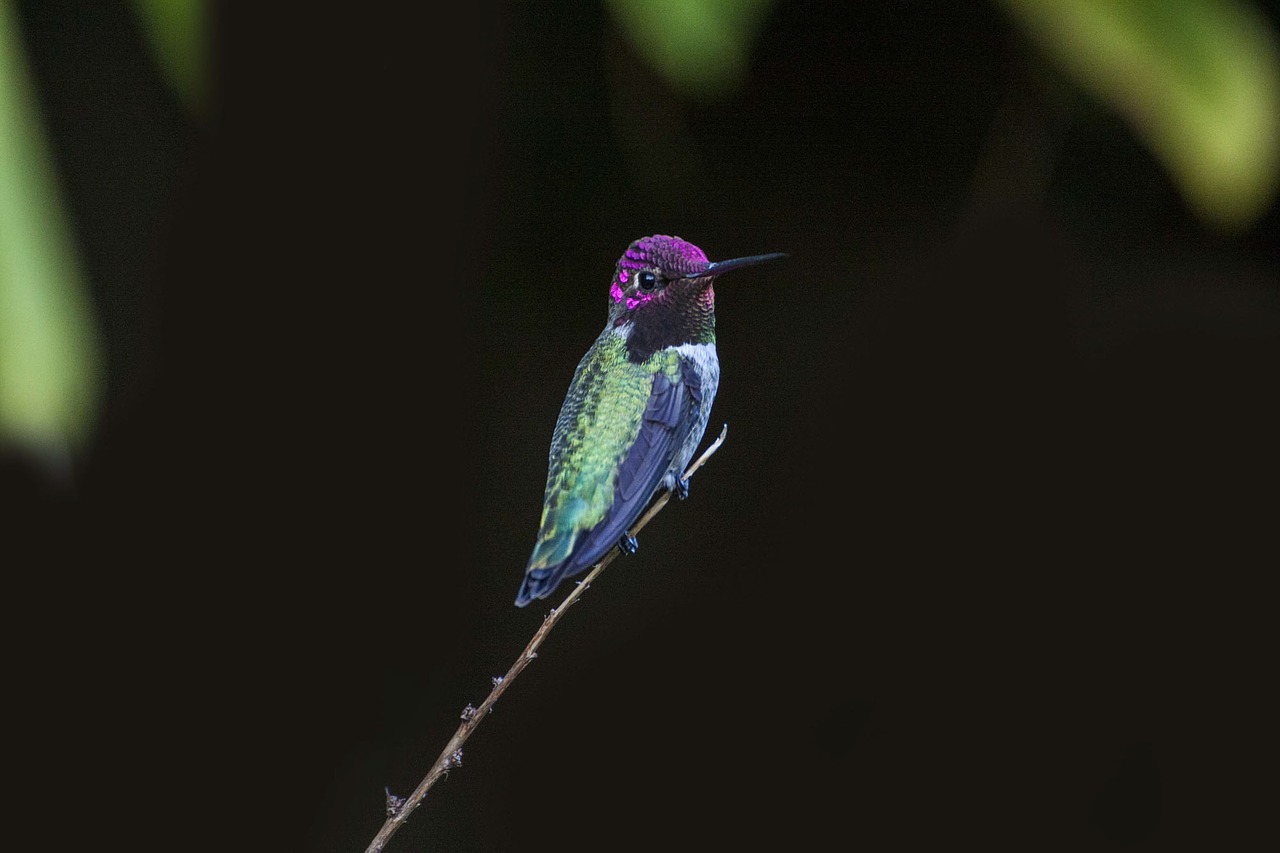 dark branch bird free photo