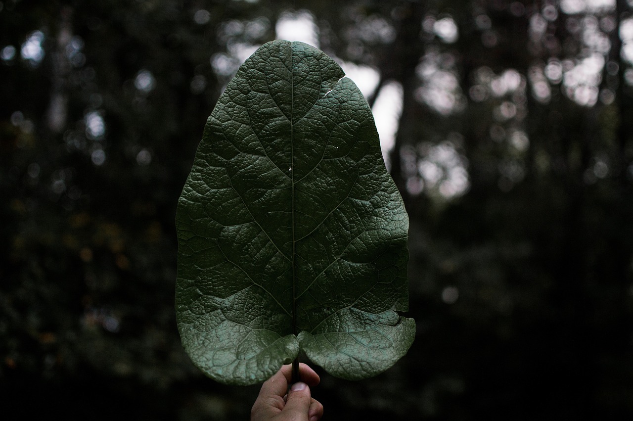 dark green leaf free photo