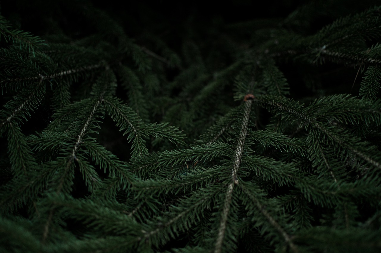 dark green leaf free photo