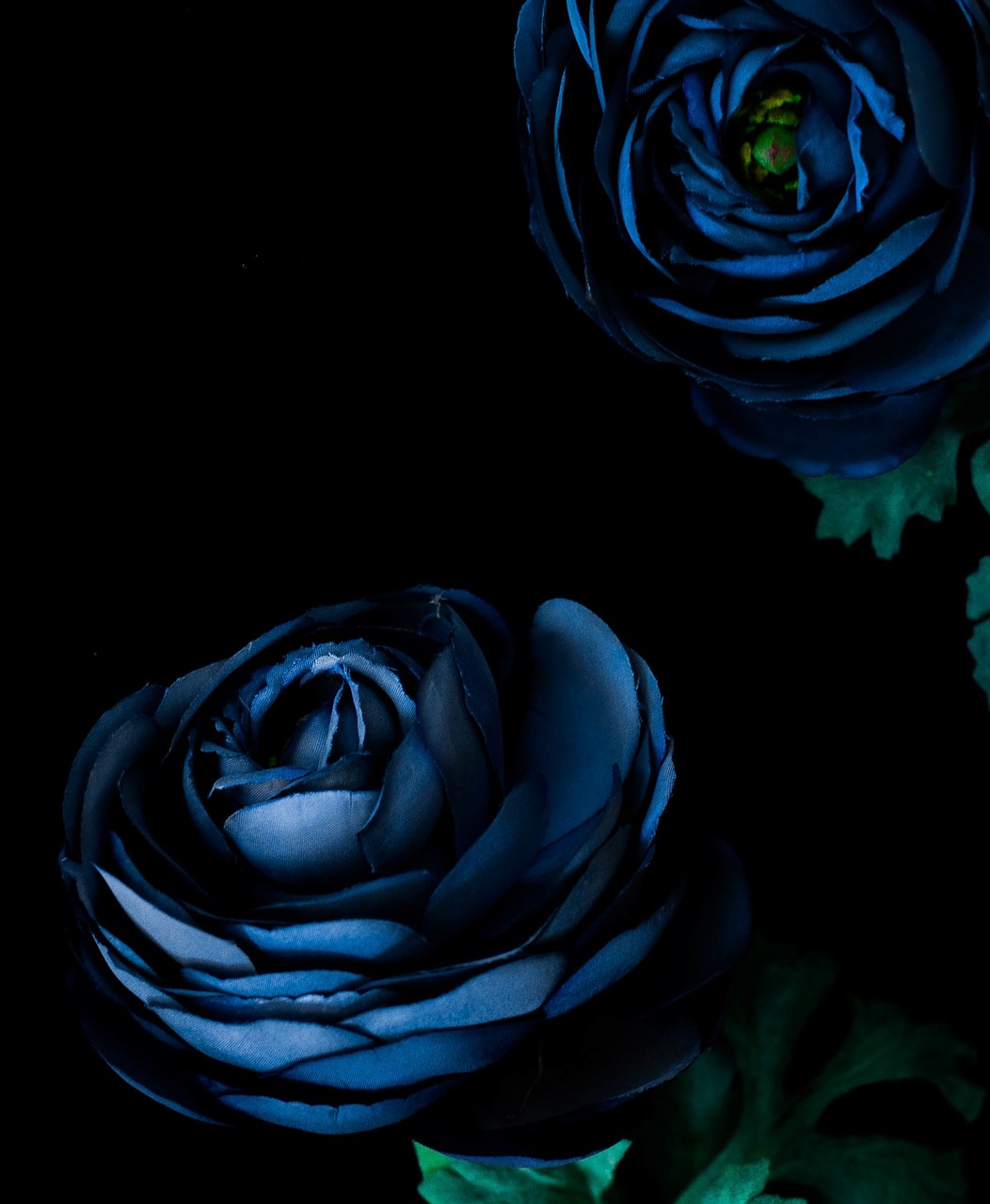 dark blue flower free photo