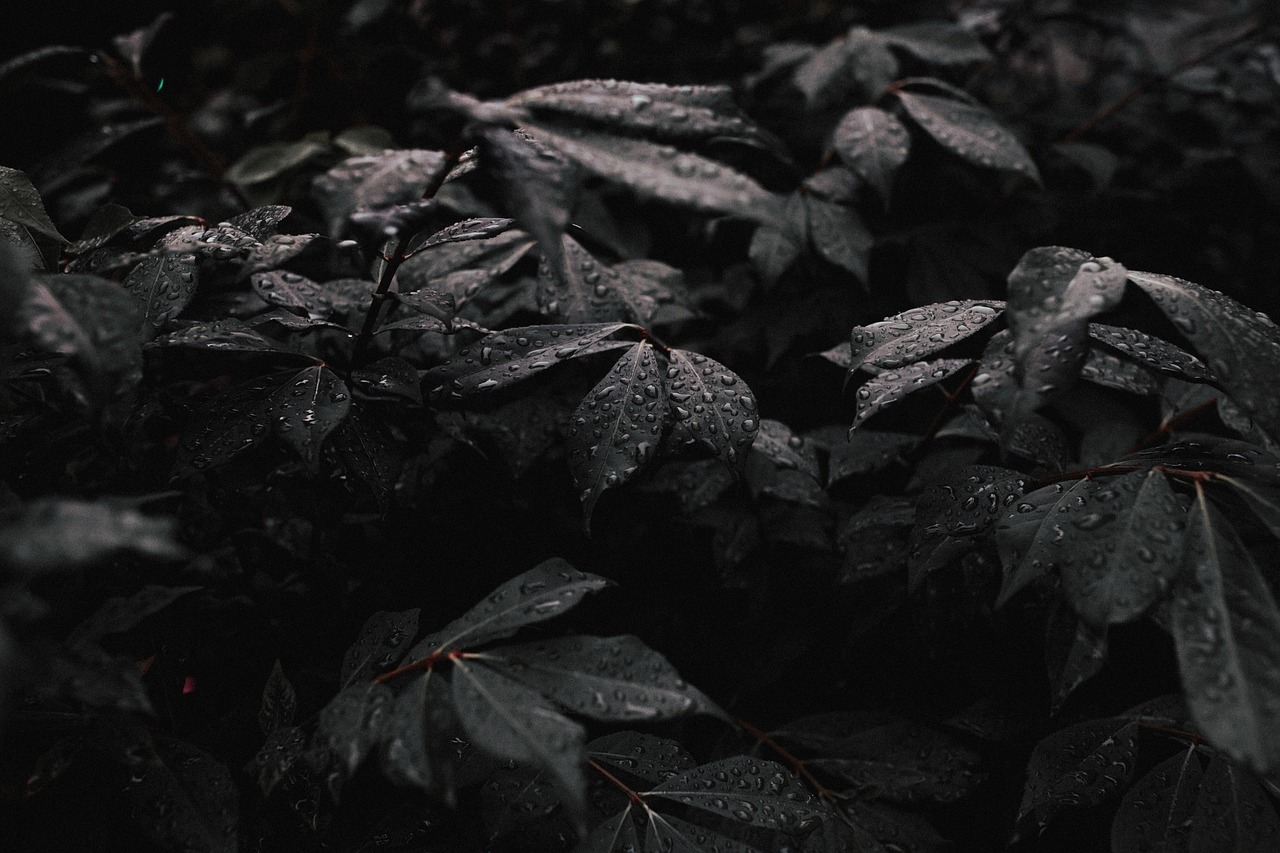 dark plant leaf free photo