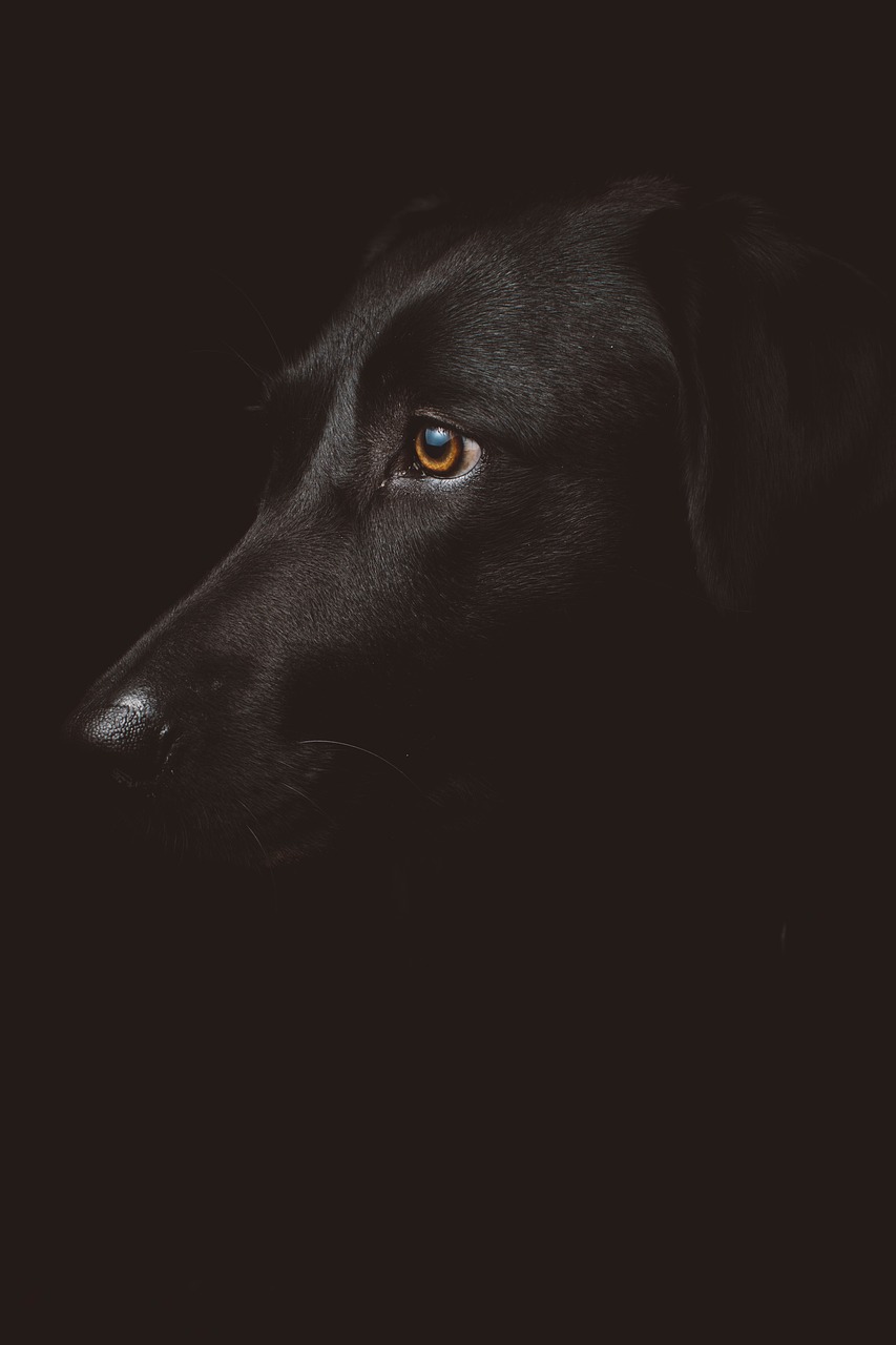 dark night dog free photo