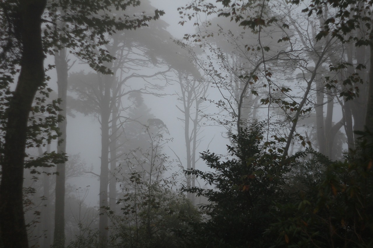 dark forest trees free photo