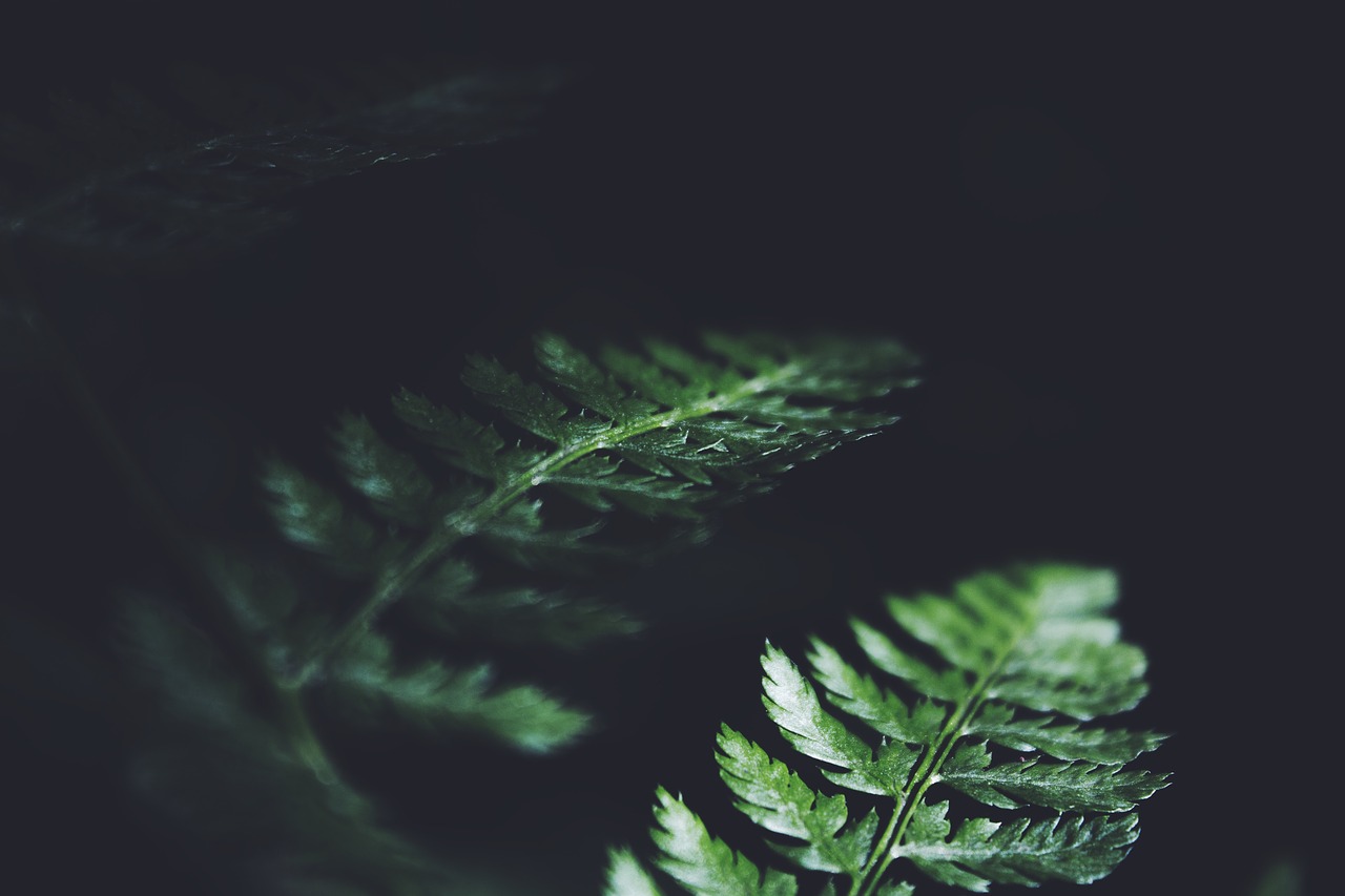 dark green leaves free photo