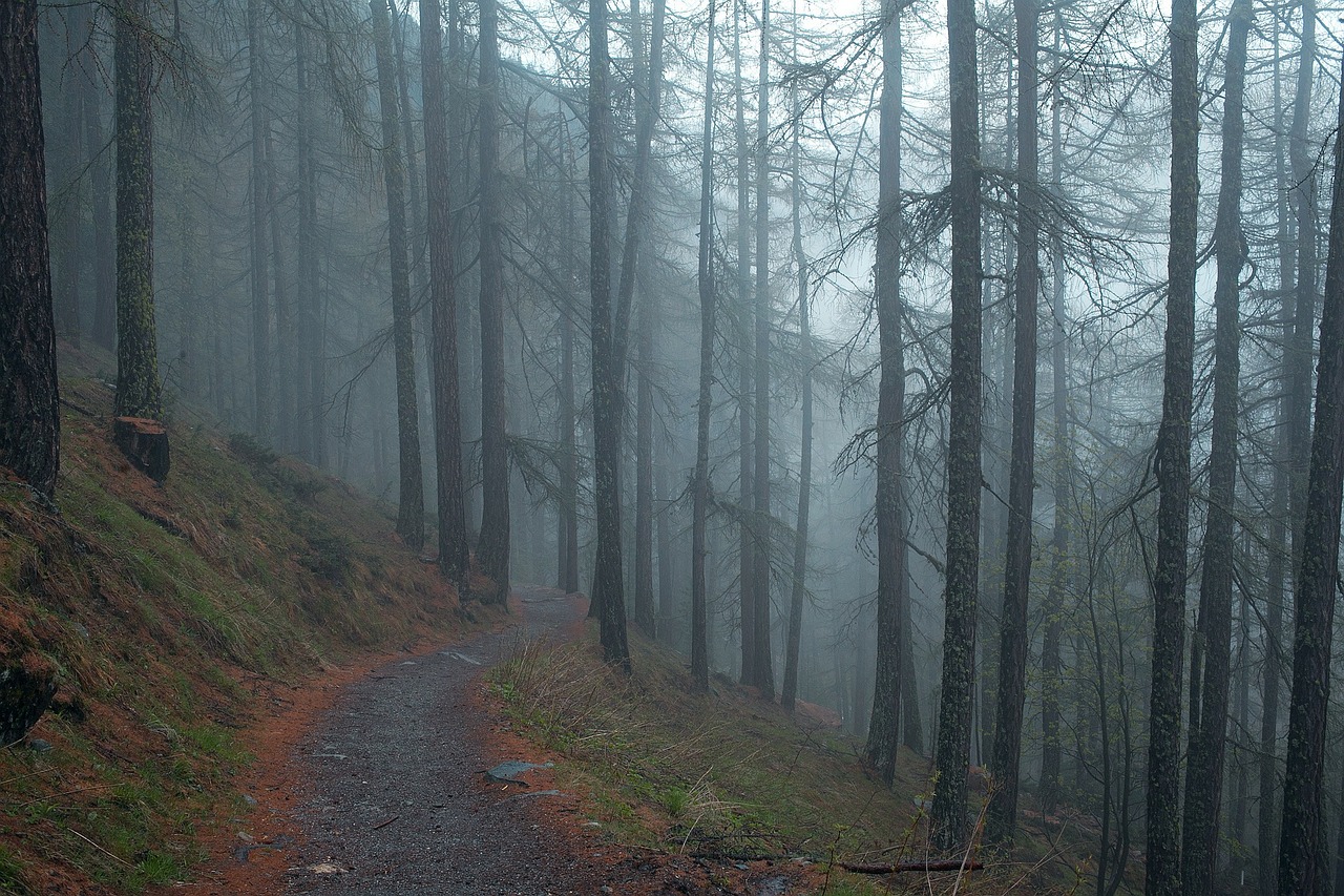 dark path field path free photo