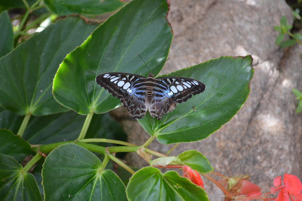dark blue tiger butterfly tirumala septentrionis free photo