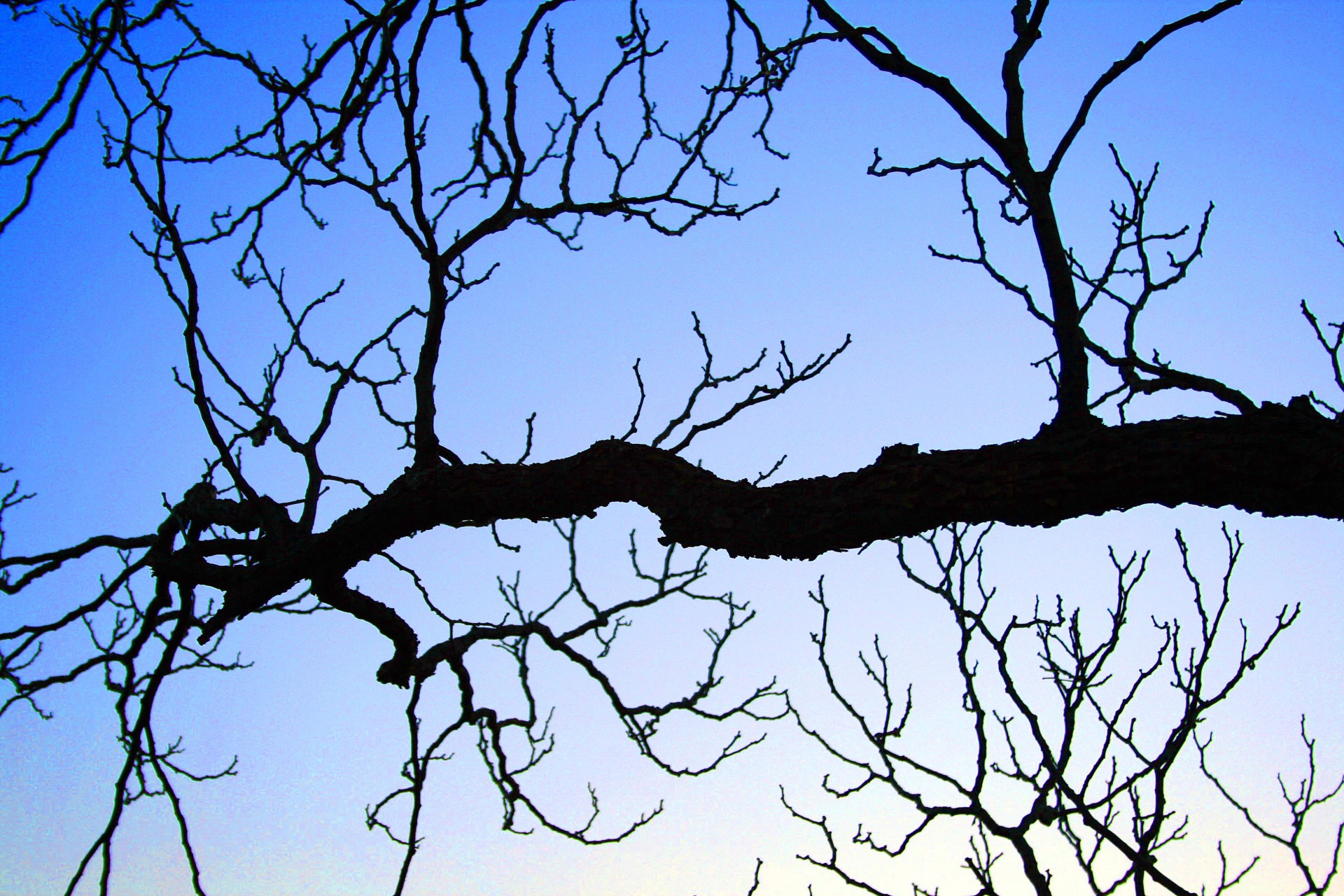 branches black stylish free photo